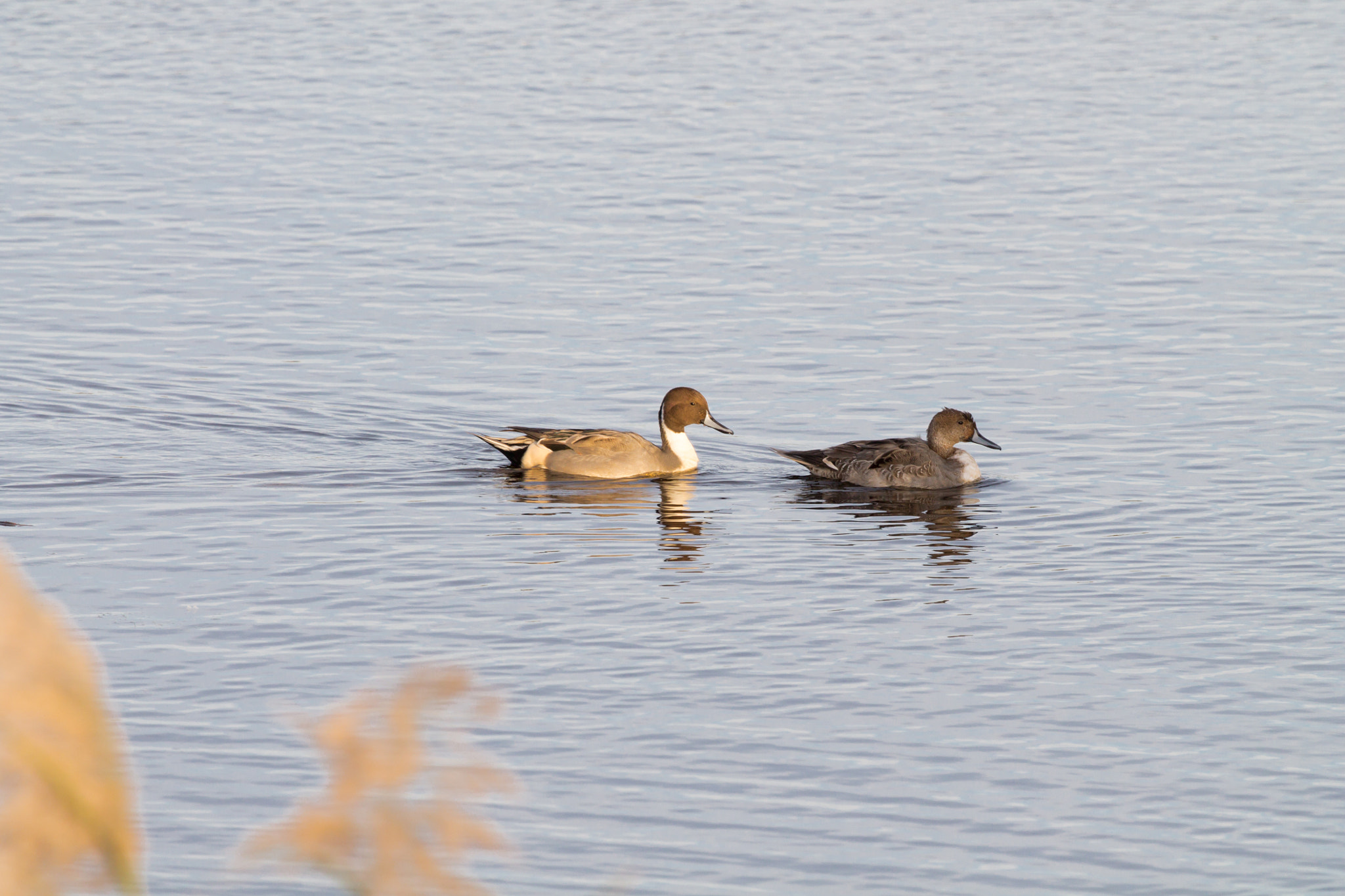 Canon EF 100-400mm F4.5-5.6L IS USM sample photo. Northern pintails photography