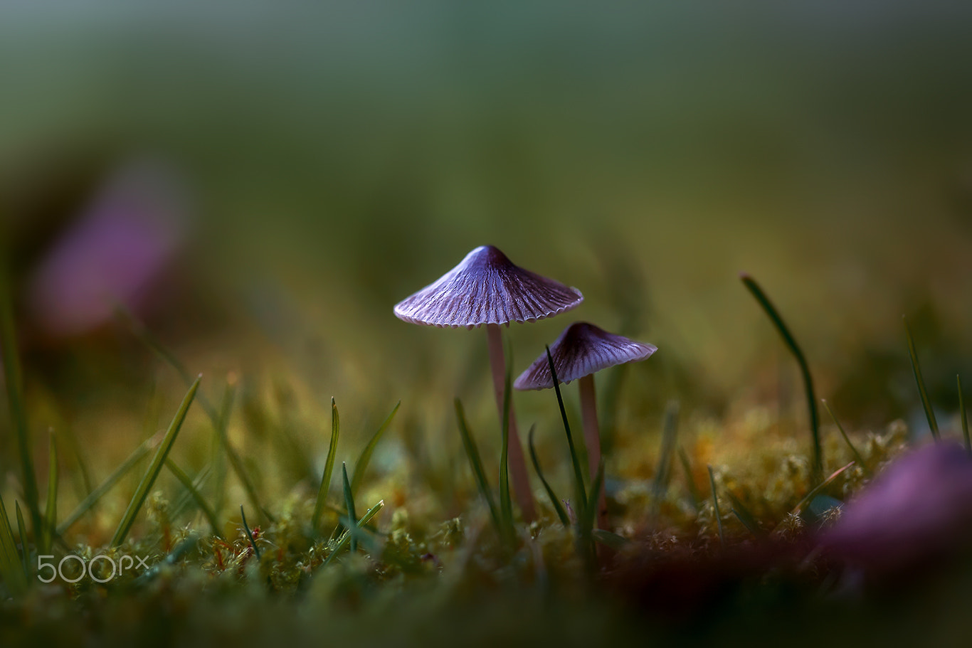 Canon EF 100mm F2.8 Macro USM sample photo. Mushroom photography