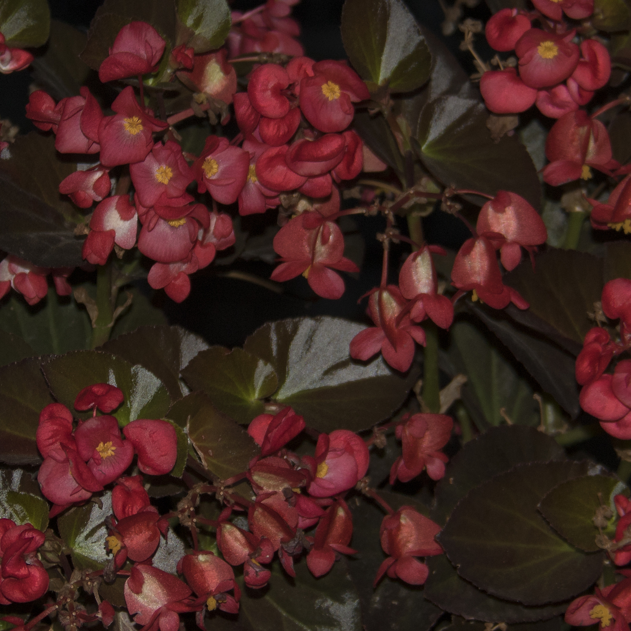 Canon EOS 750D (EOS Rebel T6i / EOS Kiss X8i) sample photo. Red bronze begonia. impressionist photo / canvas 30x30" photography