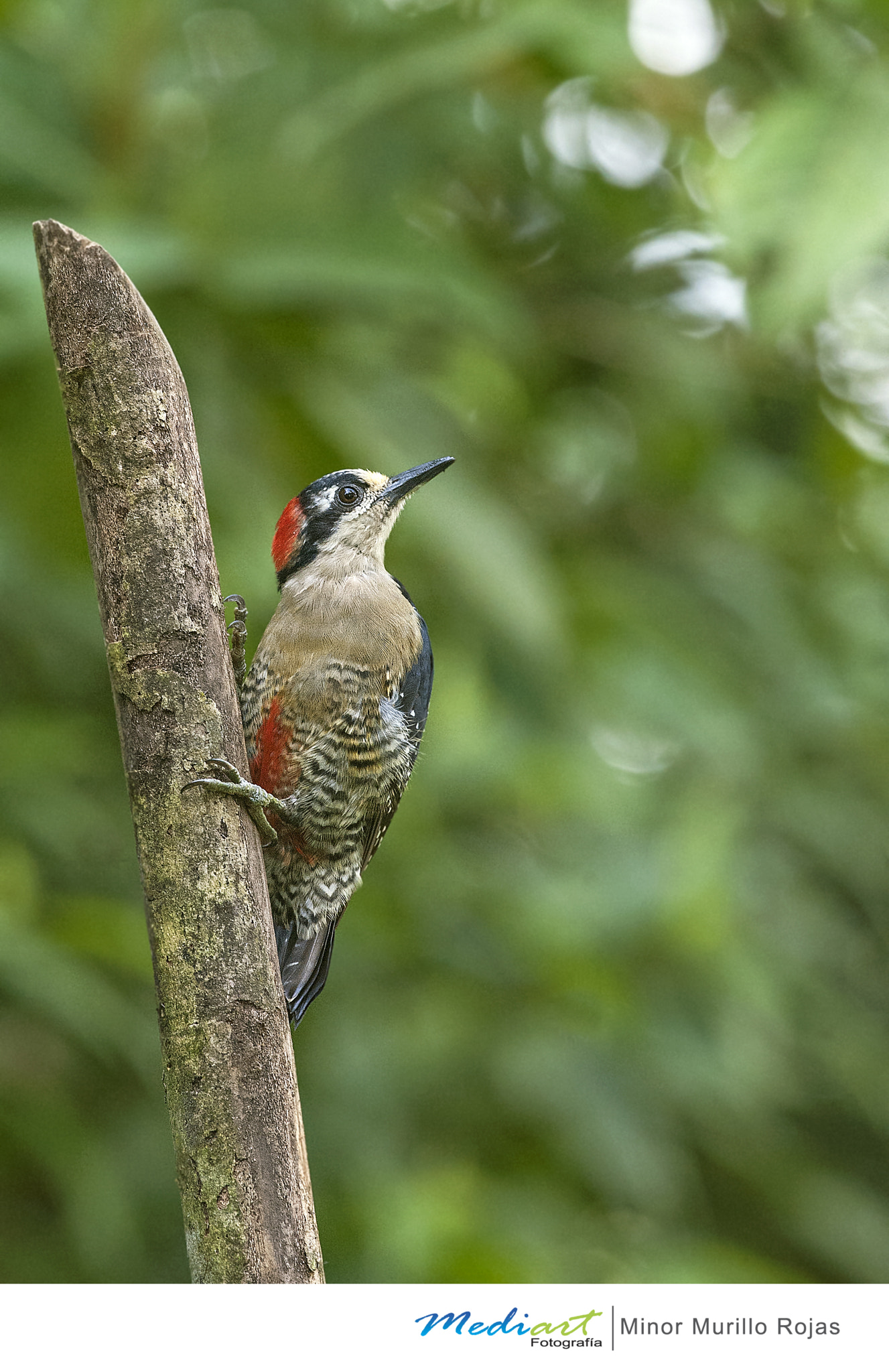 Nikon D700 sample photo. Black cheeked woodpecker photography