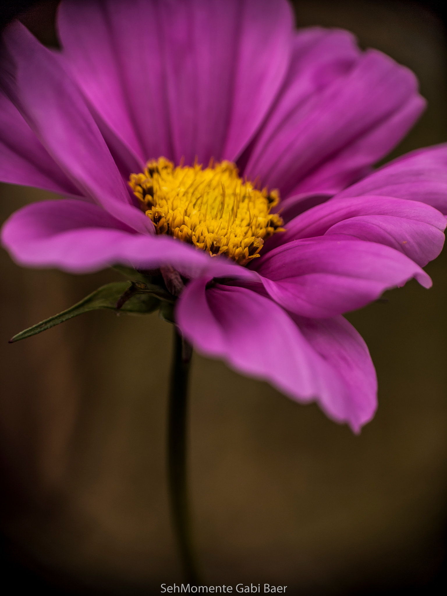 Olympus E-620 (EVOLT E-620) sample photo. Cosmea im herbst photography