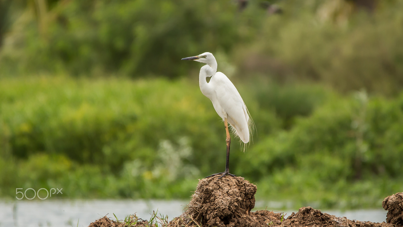 150-600mm F5-6.3 DG OS HSM | Contemporary 015 sample photo. Img photography