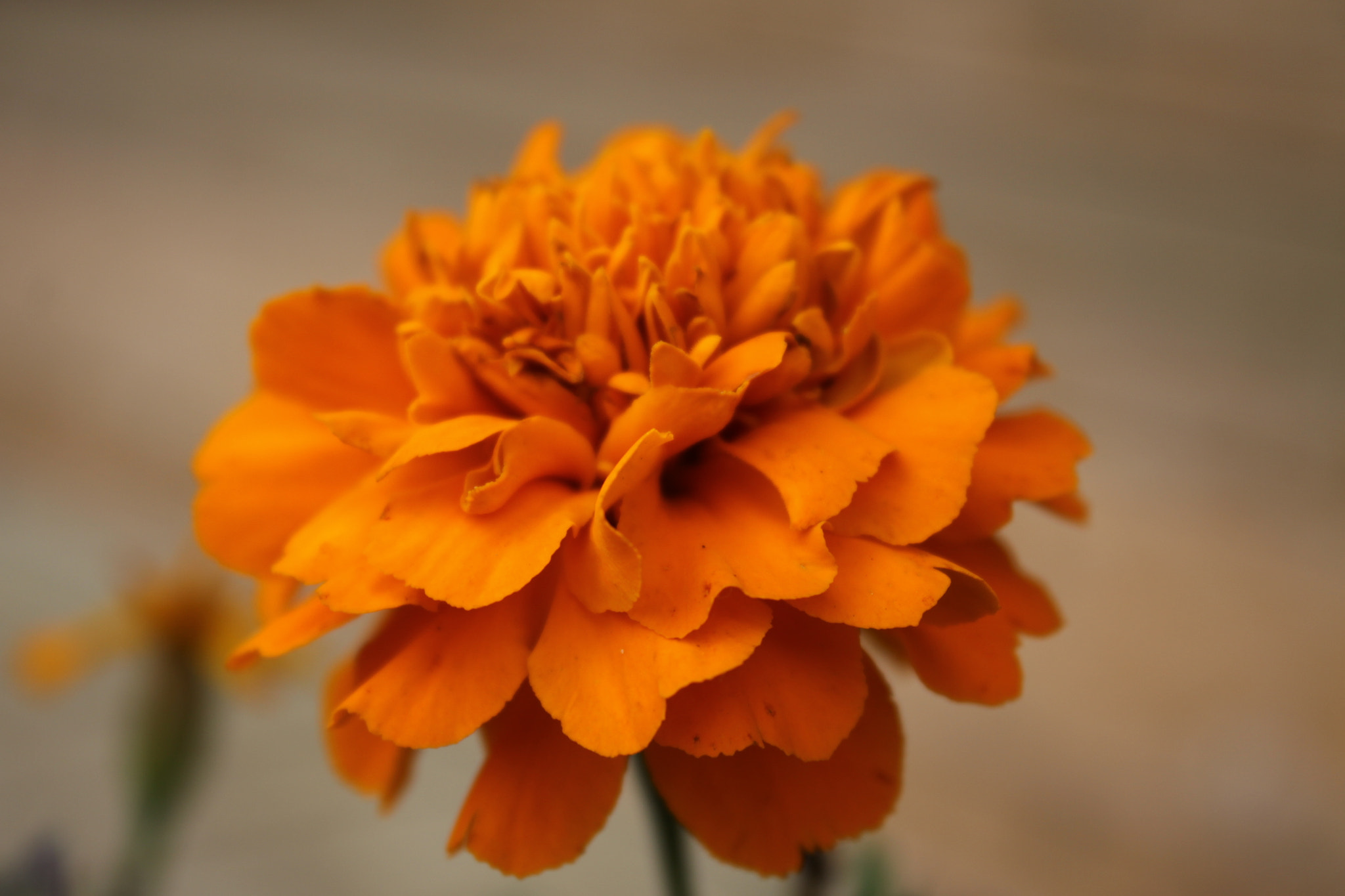 Canon EOS 50D sample photo. Acabeorig photography