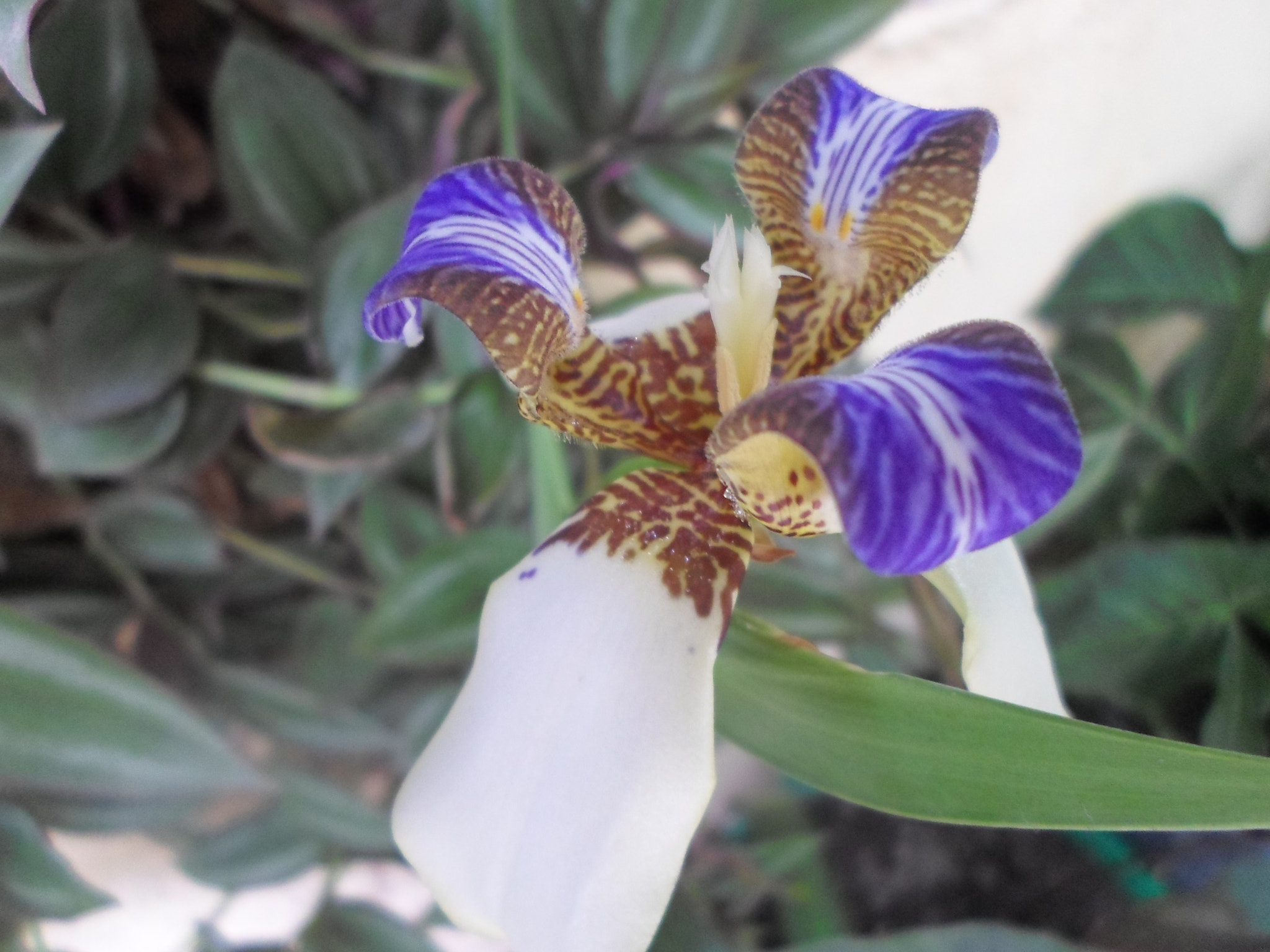 Samsung ES95 sample photo. Flor photography