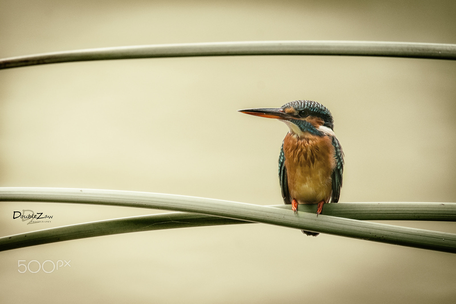 Nikon D800 sample photo. Common kf - 1 photography