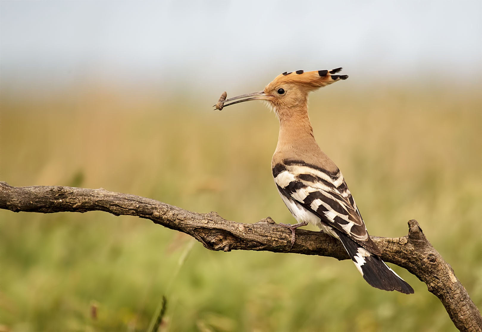 Canon EOS-1D Mark IV + Canon EF 100-400mm F4.5-5.6L IS USM sample photo. Hoopoe photography