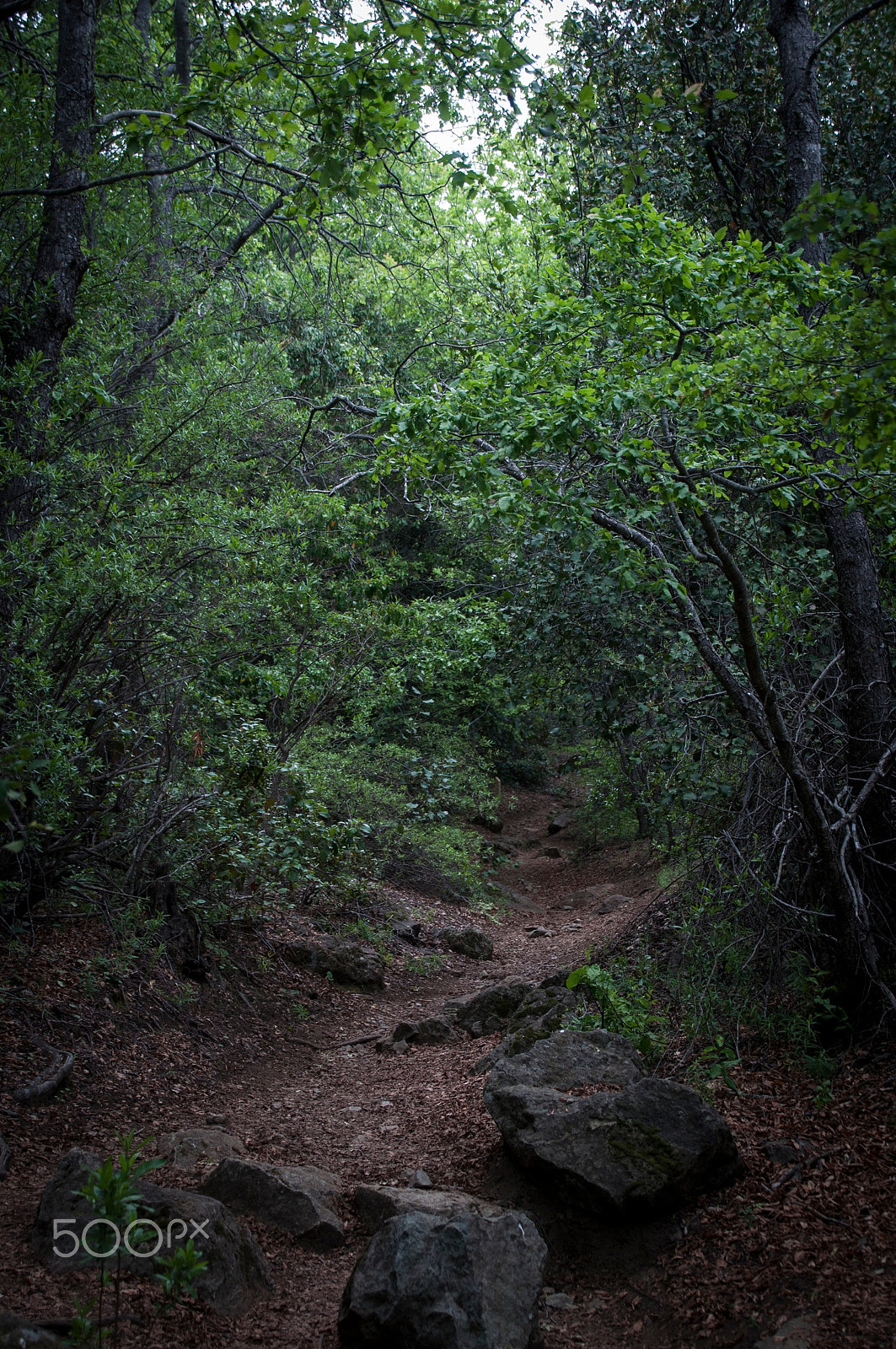 Nikon D5000 sample photo. El sendero photography