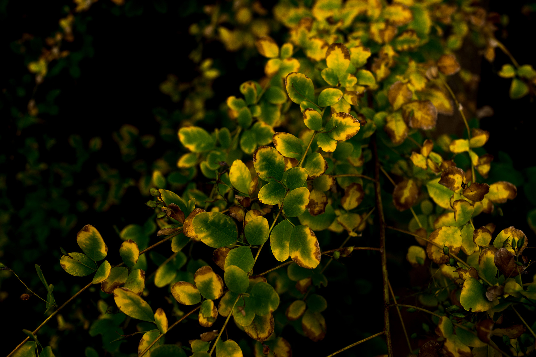 Nikon Df + Nikon AF Nikkor 35mm F2D sample photo. Dsc photography