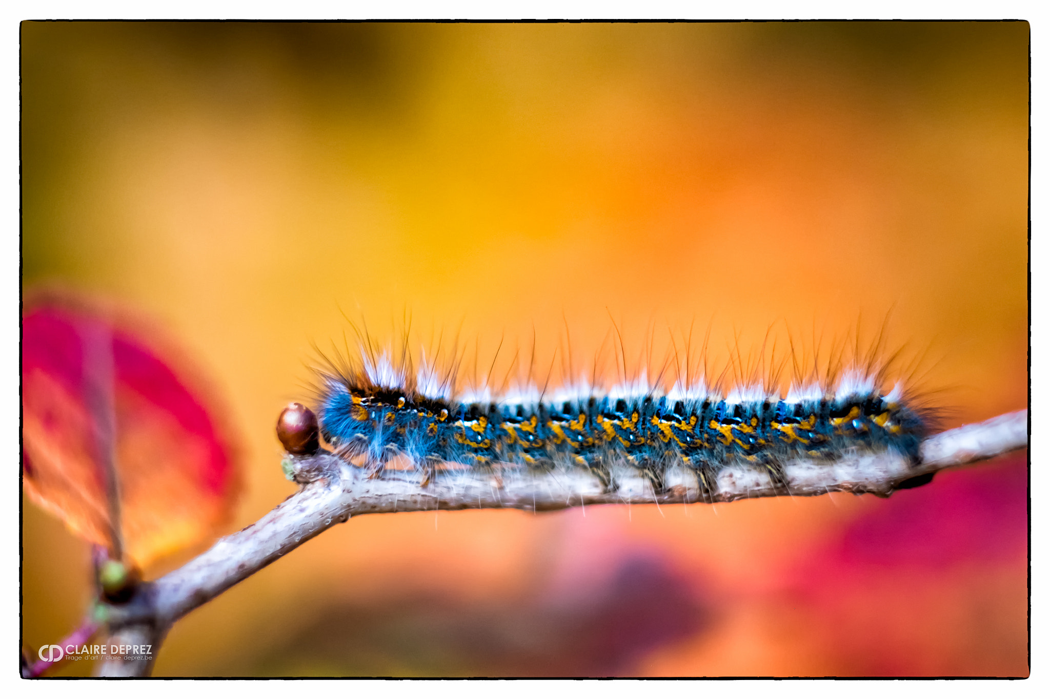 Fujifilm X-T1 + Fujifilm XF 60mm F2.4 R Macro sample photo. Chenille à tente. photography