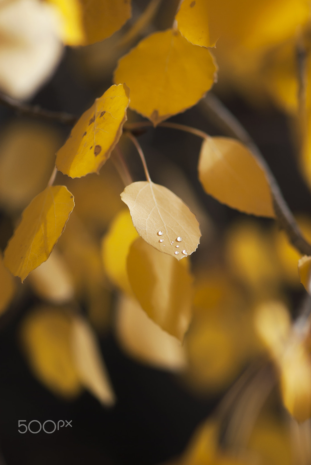 Nikon D60 + Nikon AF-S Micro-Nikkor 105mm F2.8G IF-ED VR sample photo. Golden aspen leaf with dew drops photography