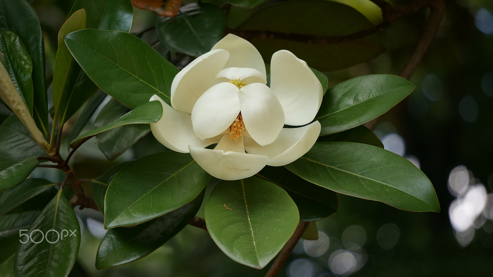 Sony FE 24-240mm F3.5-6.3 OSS sample photo. Flower photography
