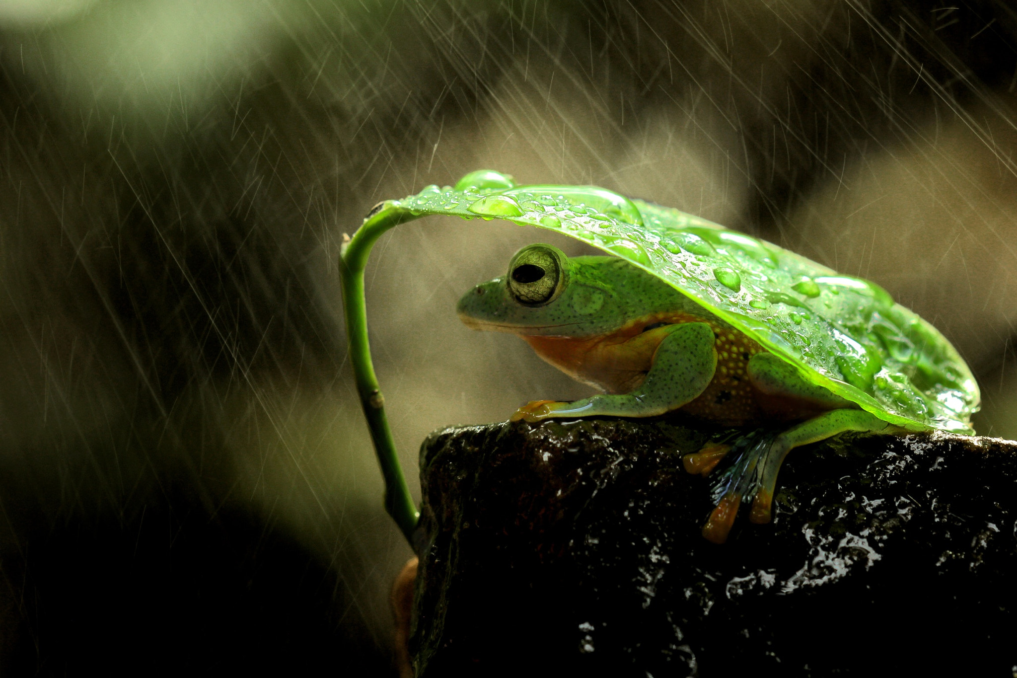 Canon EOS 60D + Canon EF 100mm F2.8 Macro USM sample photo. Frog, flying frog photography