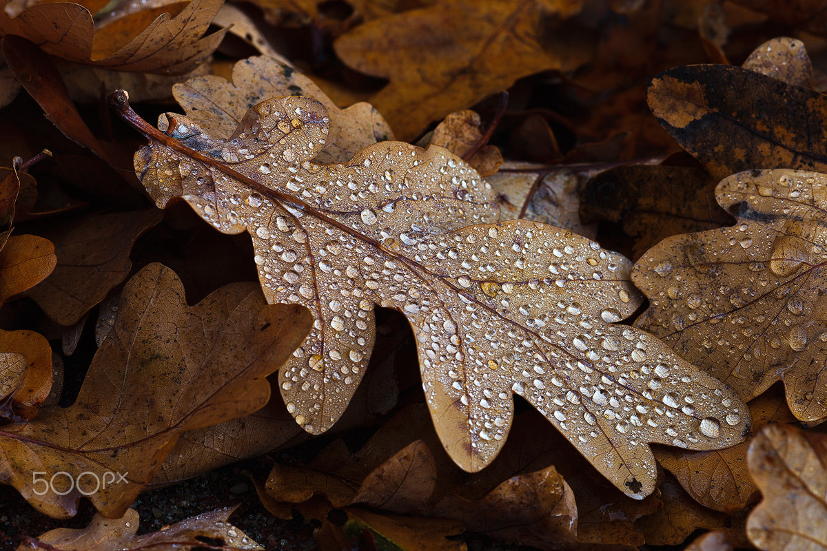 Canon EOS 5D Mark II + Sigma 105mm F2.8 EX DG Macro sample photo. Oak leaf with raindrops photography