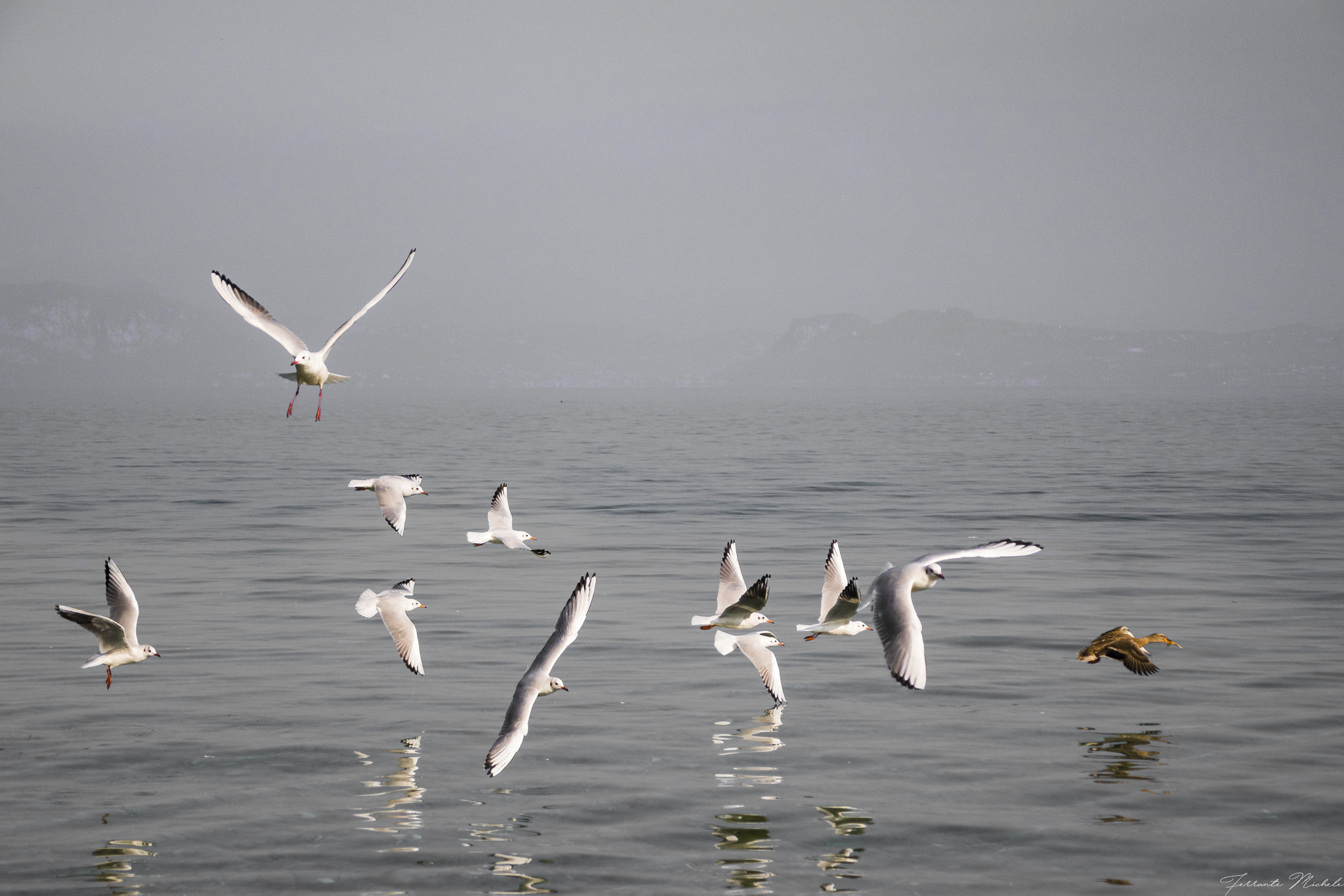 Canon EOS 760D (EOS Rebel T6s / EOS 8000D) + Canon TS-E 90mm F2.8 Tilt-Shift sample photo. Seagulls photography