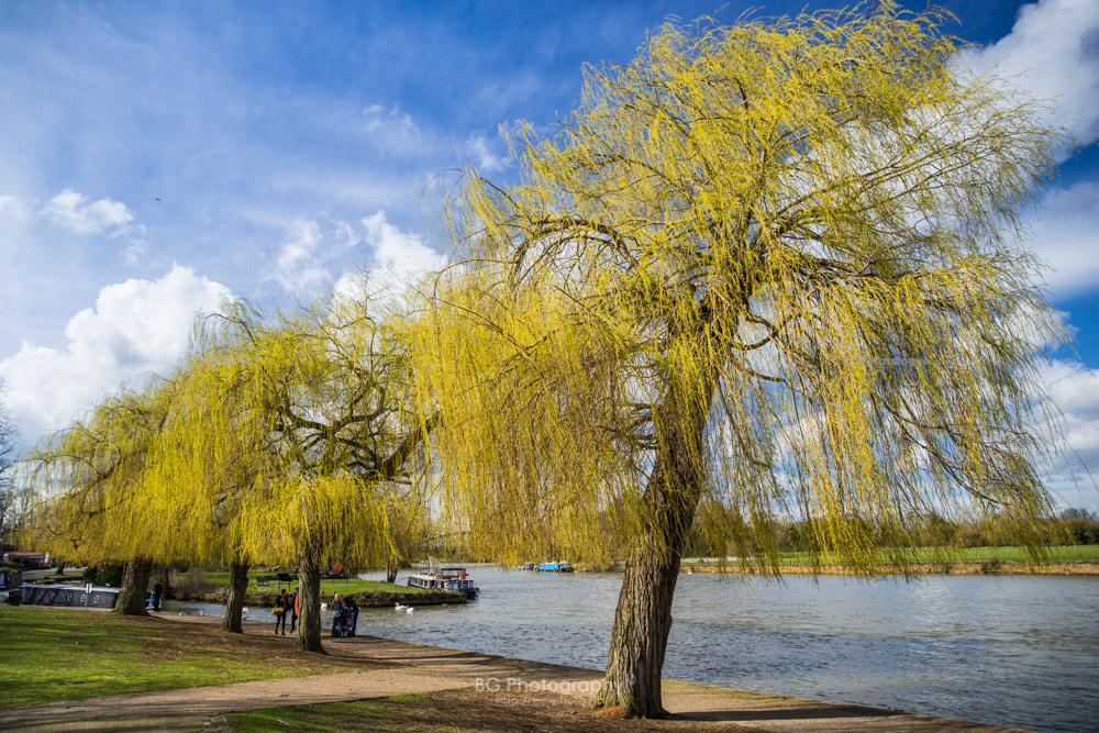 Sony a7 II + Canon EF 85mm F1.2L II USM sample photo. Windsor. photography