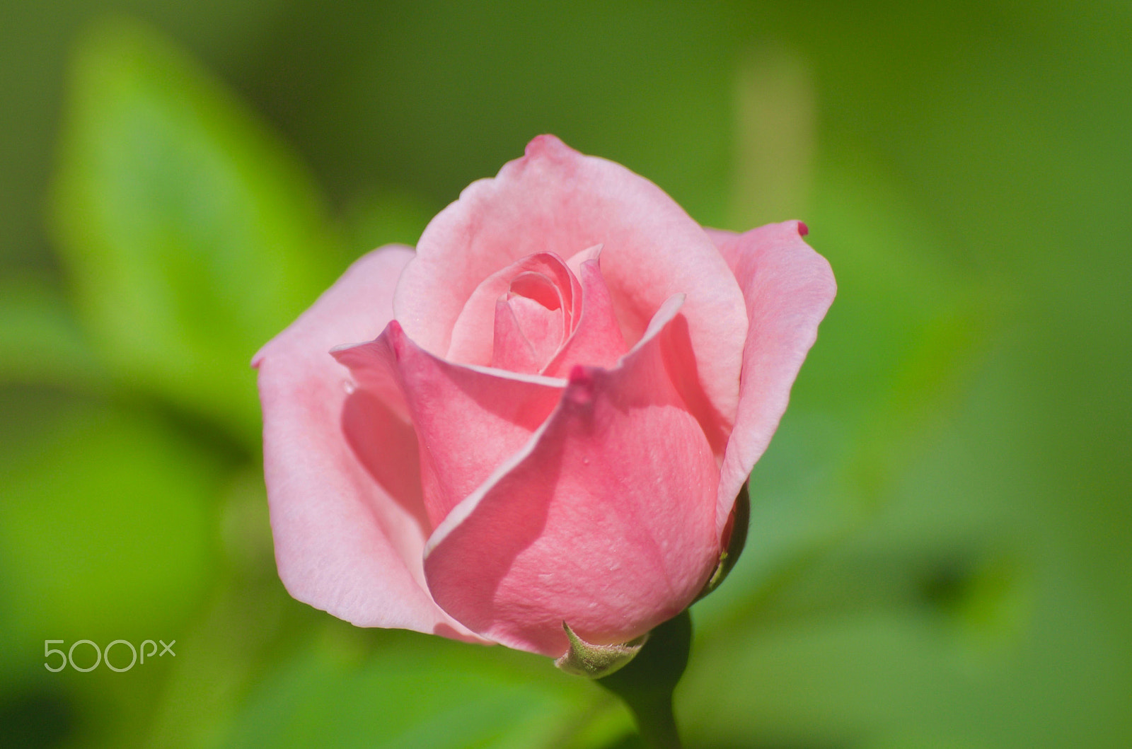 Pentax K-30 + Sigma Lens (3 255) sample photo. Pink rose photography
