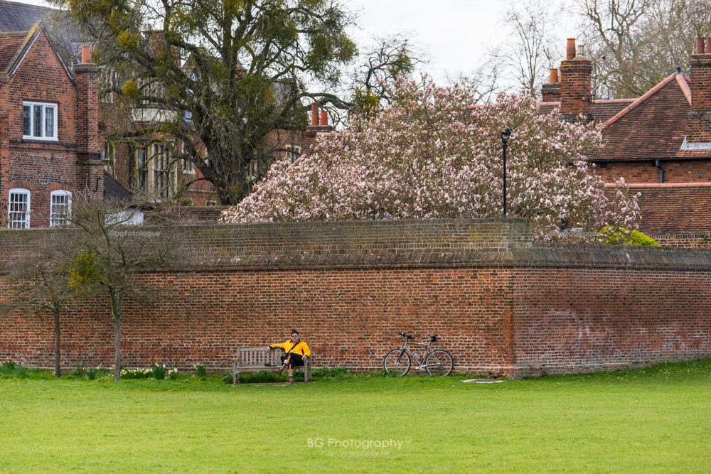 Sony a7 II + Canon EF 70-200mm F4L IS USM sample photo. Windsor. photography