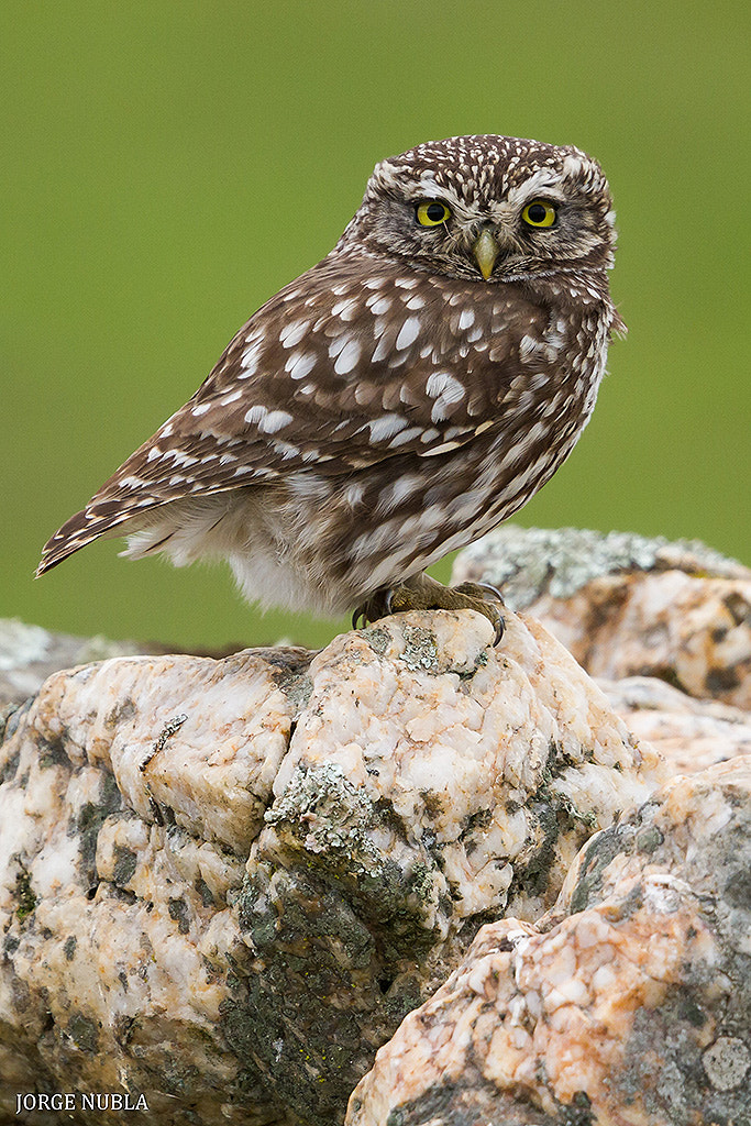 Canon EF 500mm F4L IS II USM sample photo. Mochuelo europeo (athene noctua). photography
