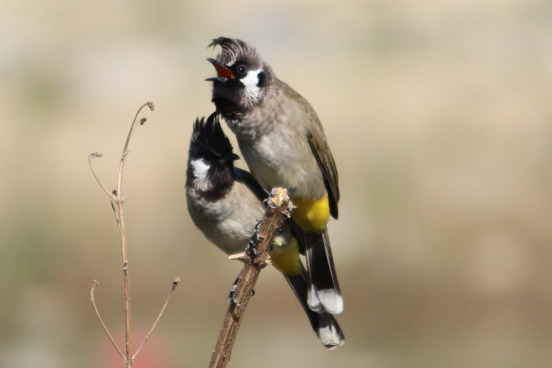 Canon EF-S 55-250mm F4-5.6 IS II sample photo. Lover birds photography
