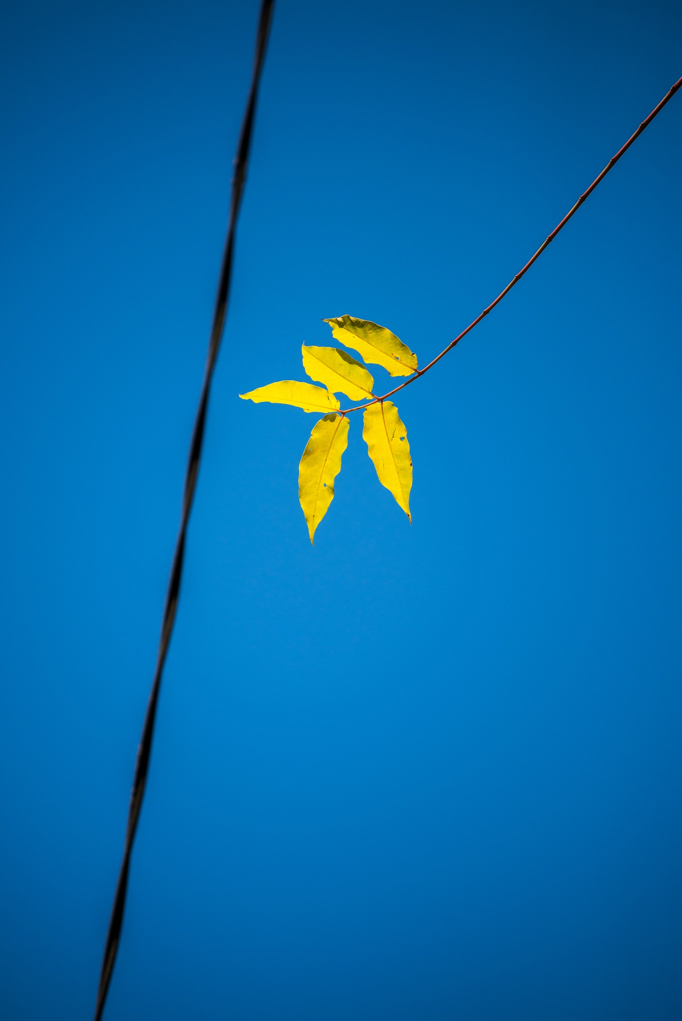 Nikon AF-S Nikkor 70-200mm F4G ED VR sample photo. Wall photography