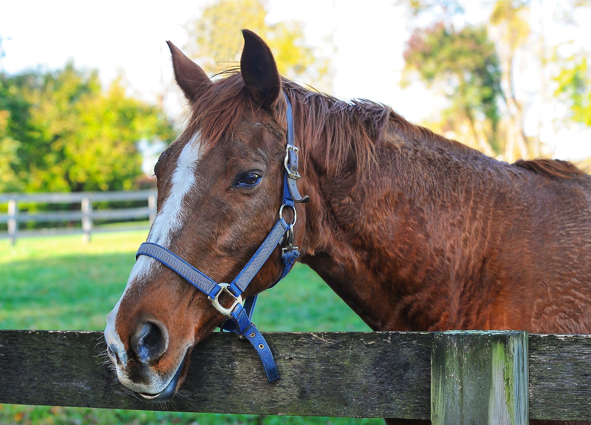 Nikon D3 sample photo. Horse at the fence photography