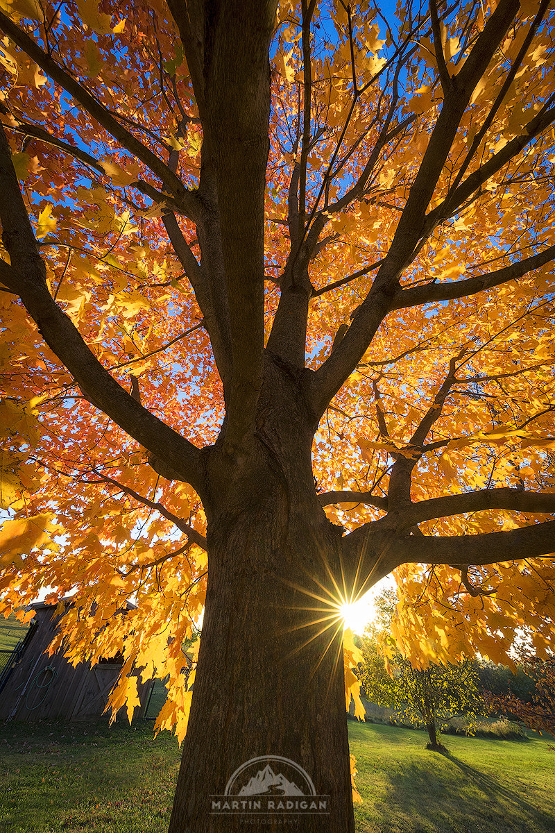 Sony a7 II + Canon EF 11-24mm F4L USM sample photo. Signs of fall photography