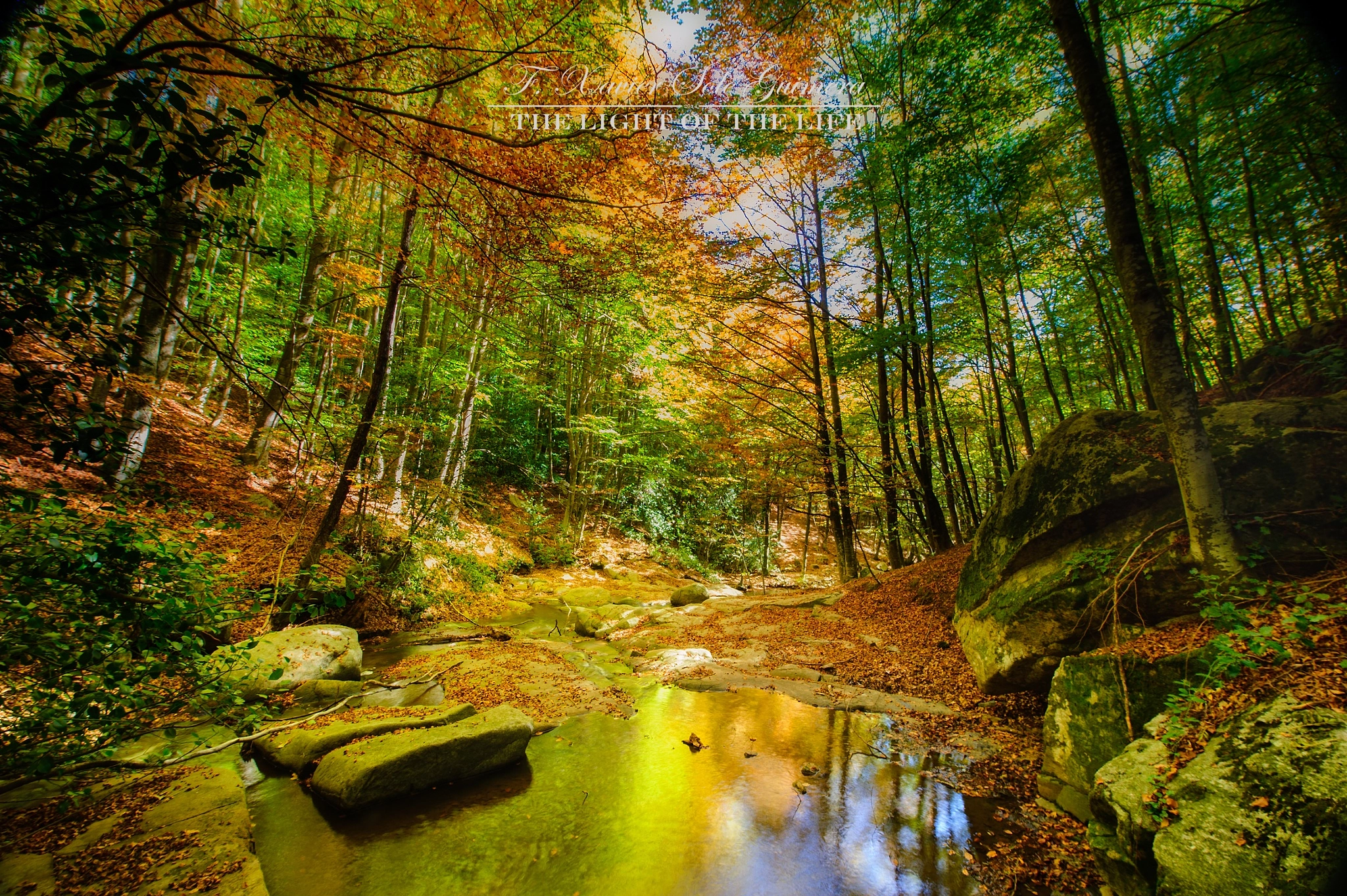 Nikon D3S sample photo. Autum colors 2 photography