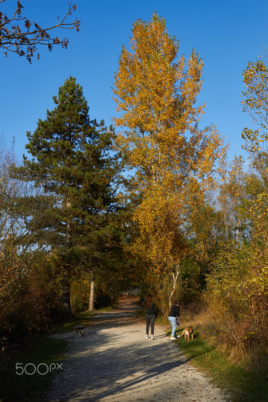 Sigma 24-70mm F2.8 EX DG HSM sample photo. Fall colors photography