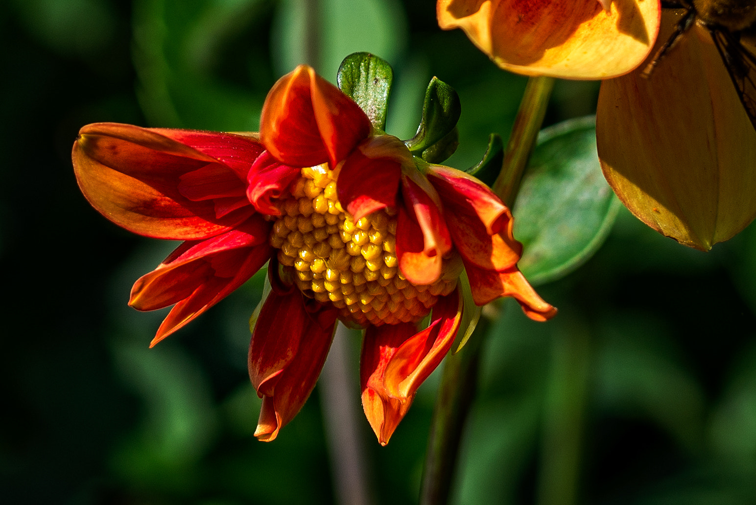 Nikon D600 sample photo. Red and yellow photography