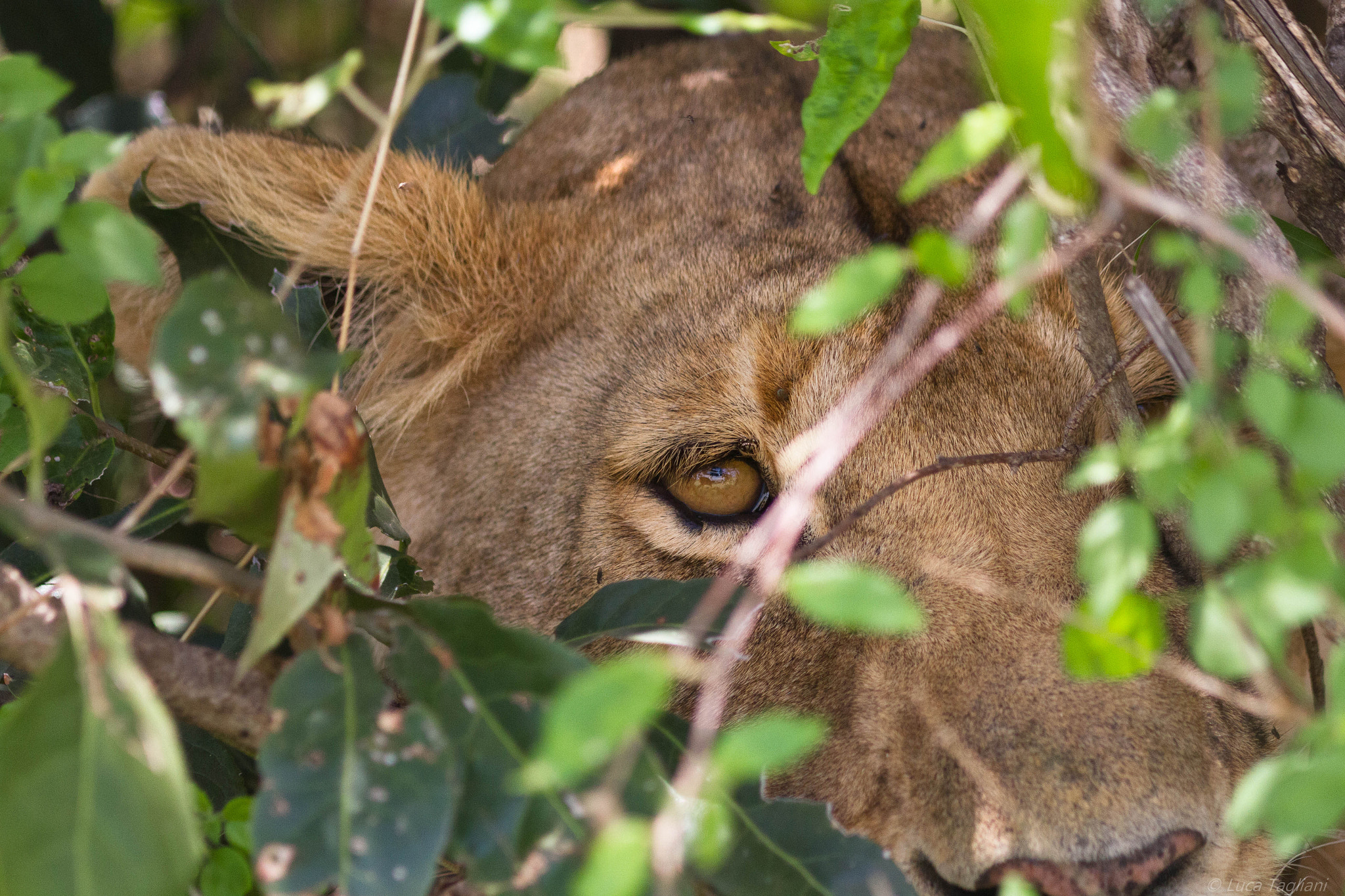 Canon EOS 7D + Canon EF 300mm F4L IS USM sample photo. Eye photography