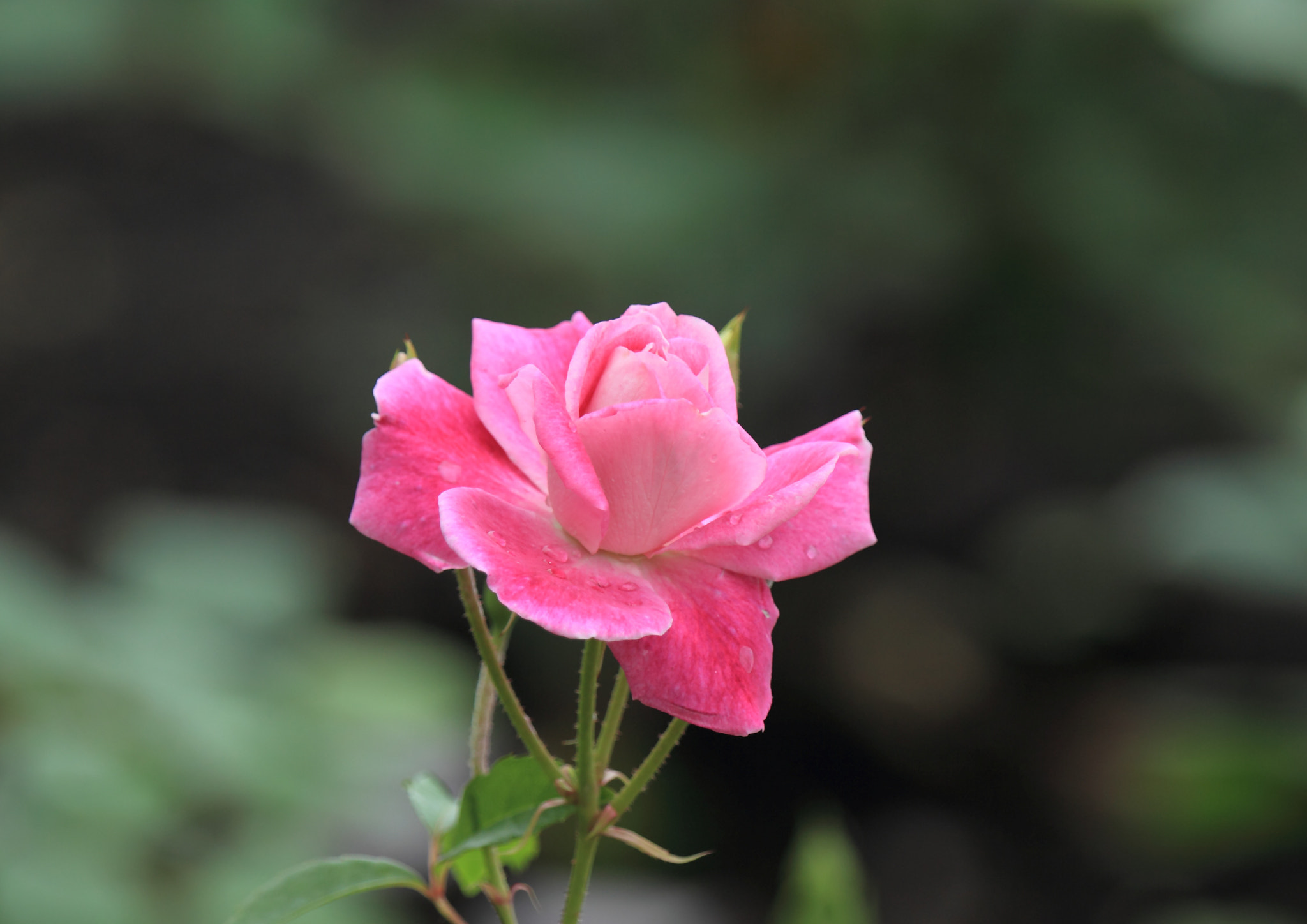 Canon EF 70-200mm F2.8L IS II USM sample photo. 薔薇 公園− photography