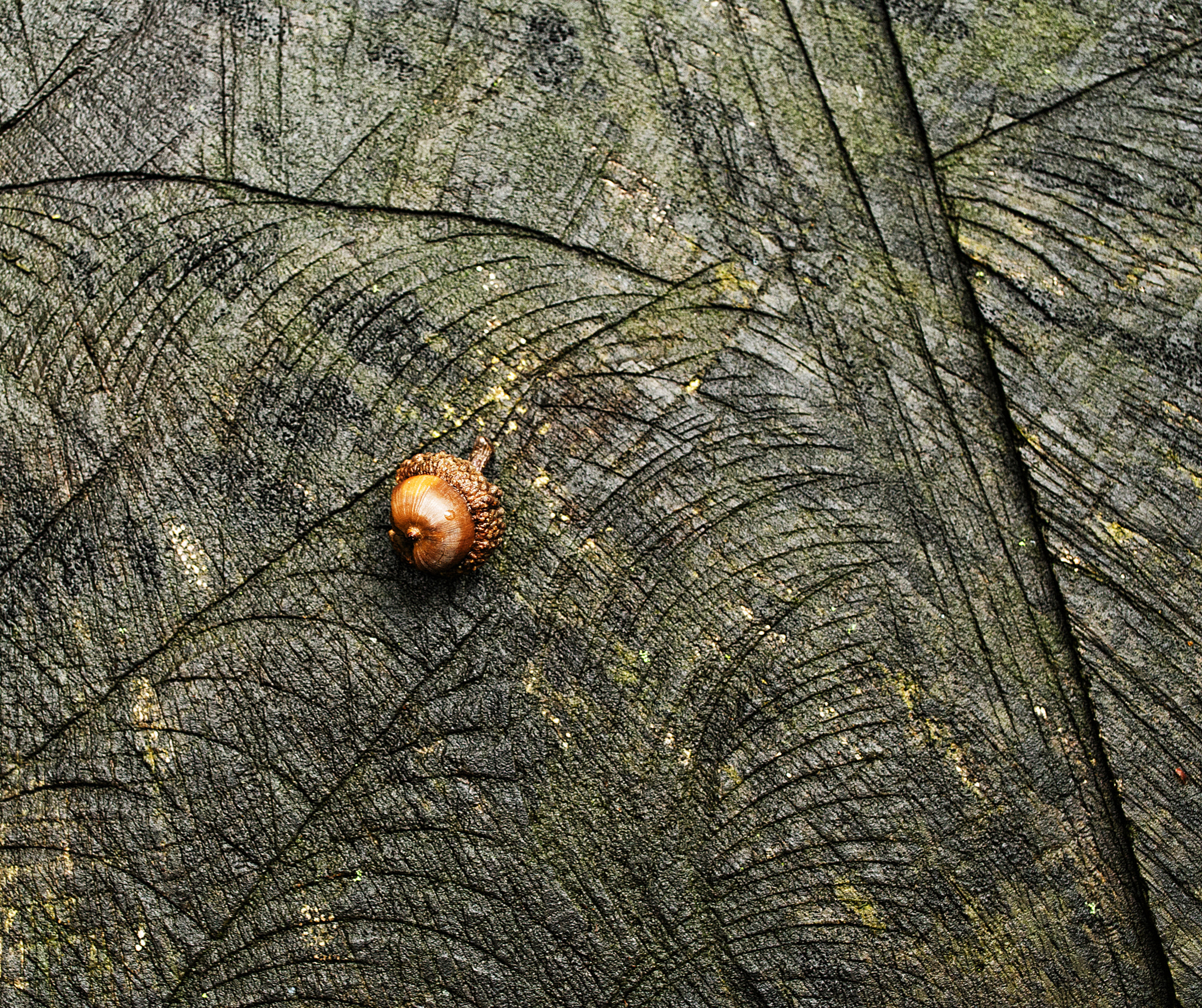 Pentax K-30 + Pentax smc DA 35mm F2.4 AL sample photo. Single acorn on stump photography