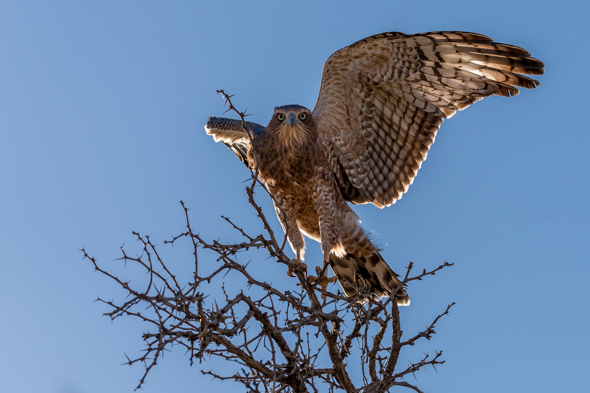 Sigma 150-600mm F5-6.3 DG OS HSM | S sample photo. Spreading my wings! photography