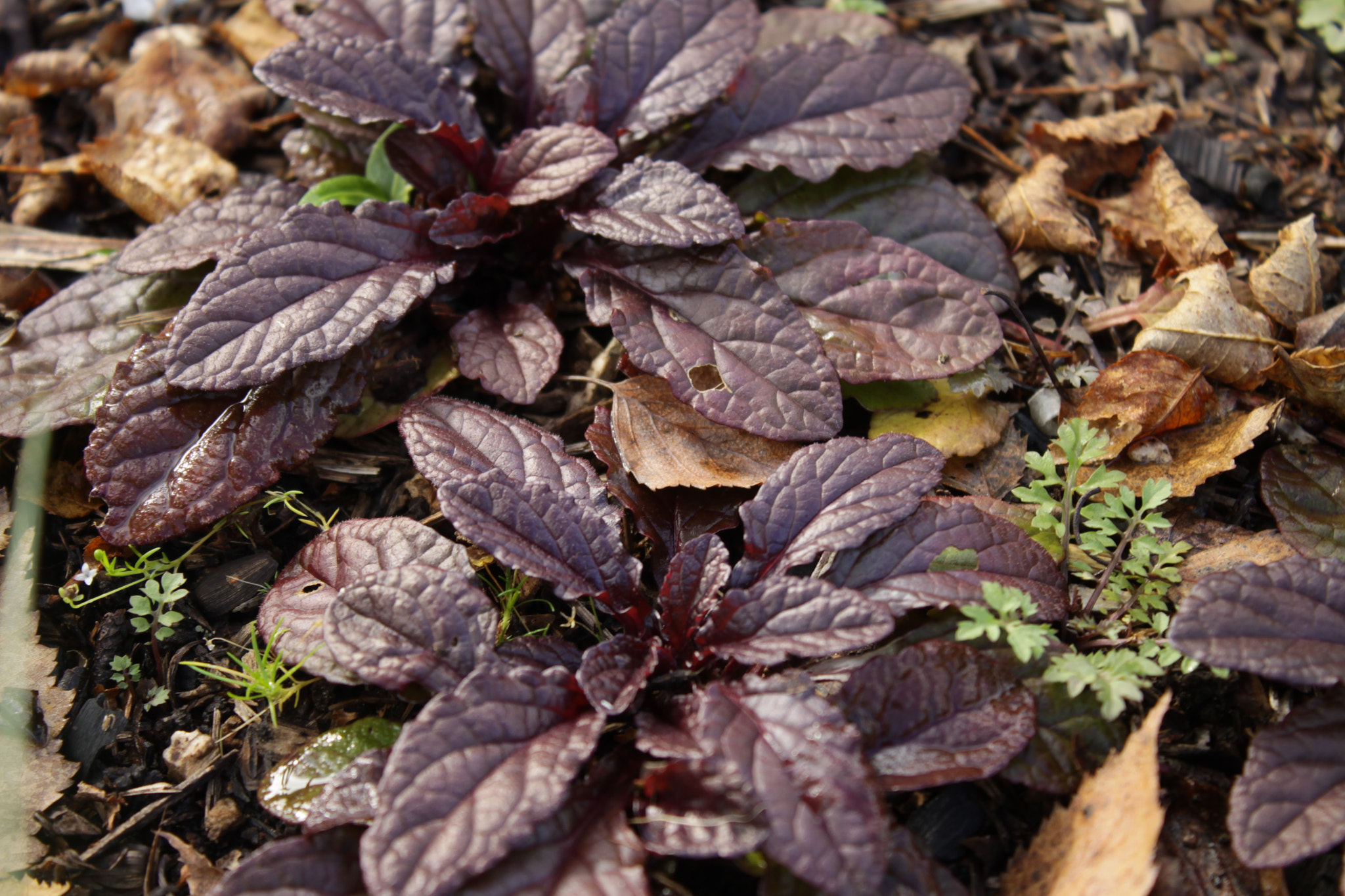 Canon EOS 50D sample photo. красные листья photography