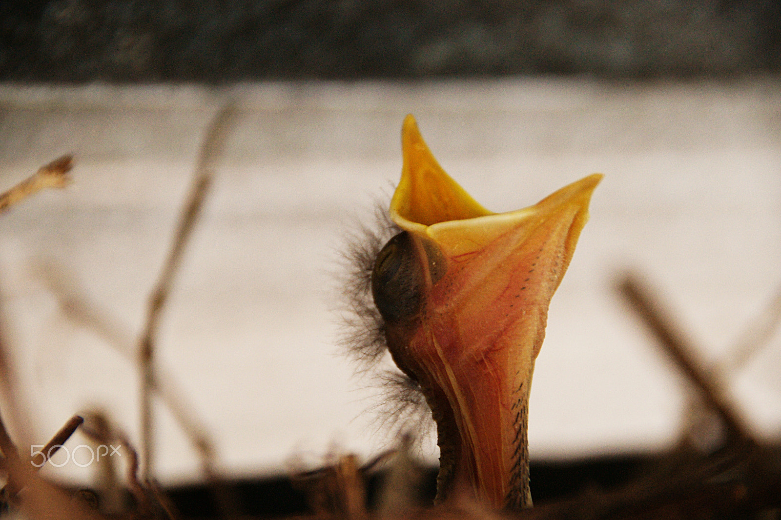 Sony DT 18-250mm F3.5-6.3 sample photo. Cria pichon photography
