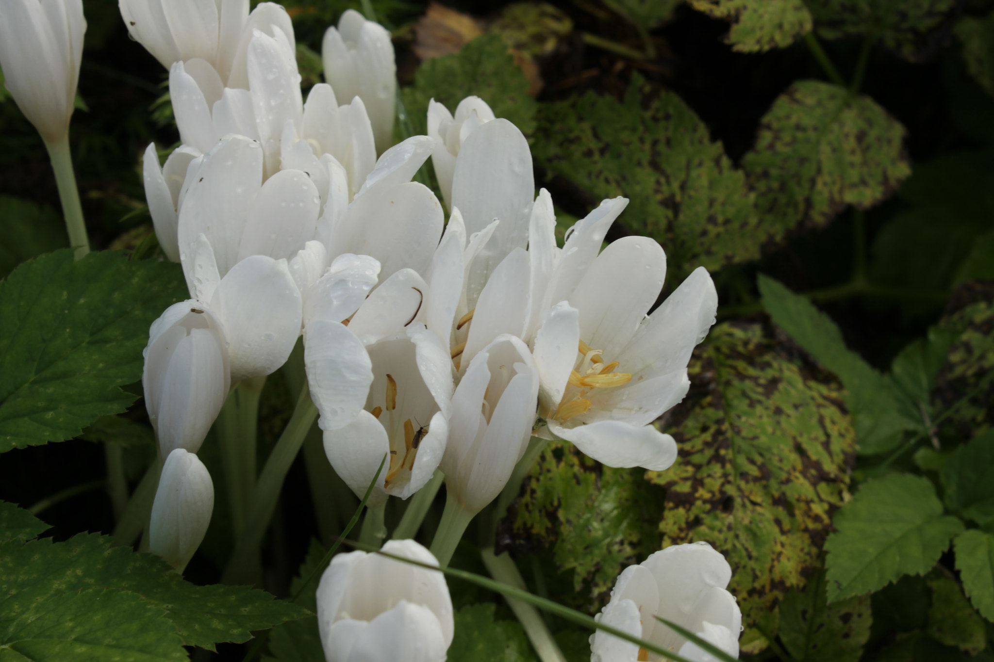 Canon EOS 50D sample photo. цветы photography