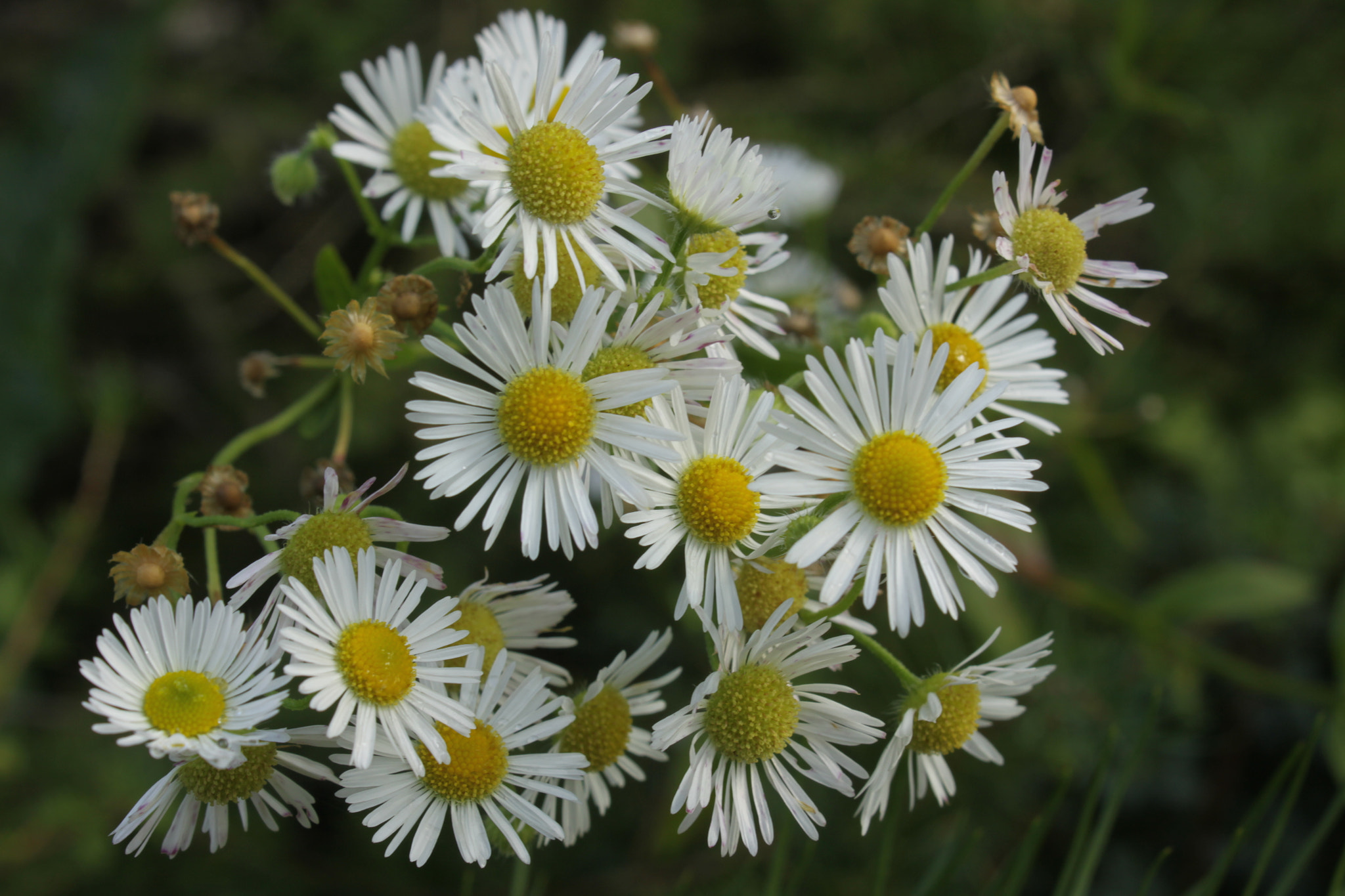 Canon EOS 50D sample photo. цветы photography