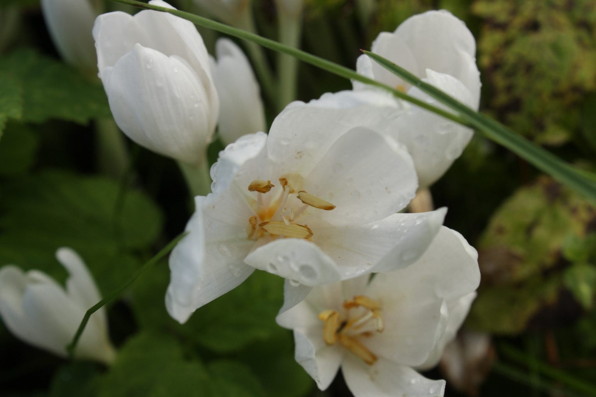 Canon EOS 50D sample photo. цветы photography