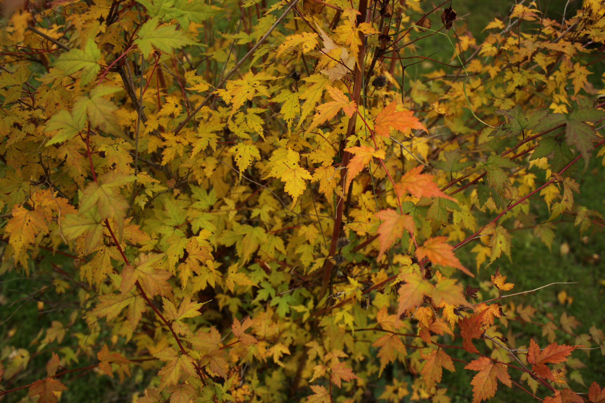 Canon EOS 50D sample photo. Краски осени photography