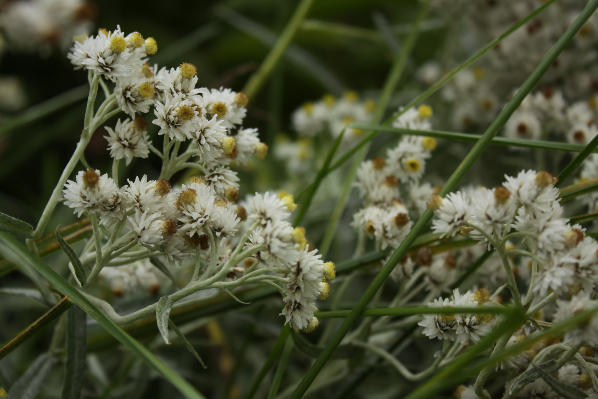 Canon EOS 50D sample photo. цветы photography