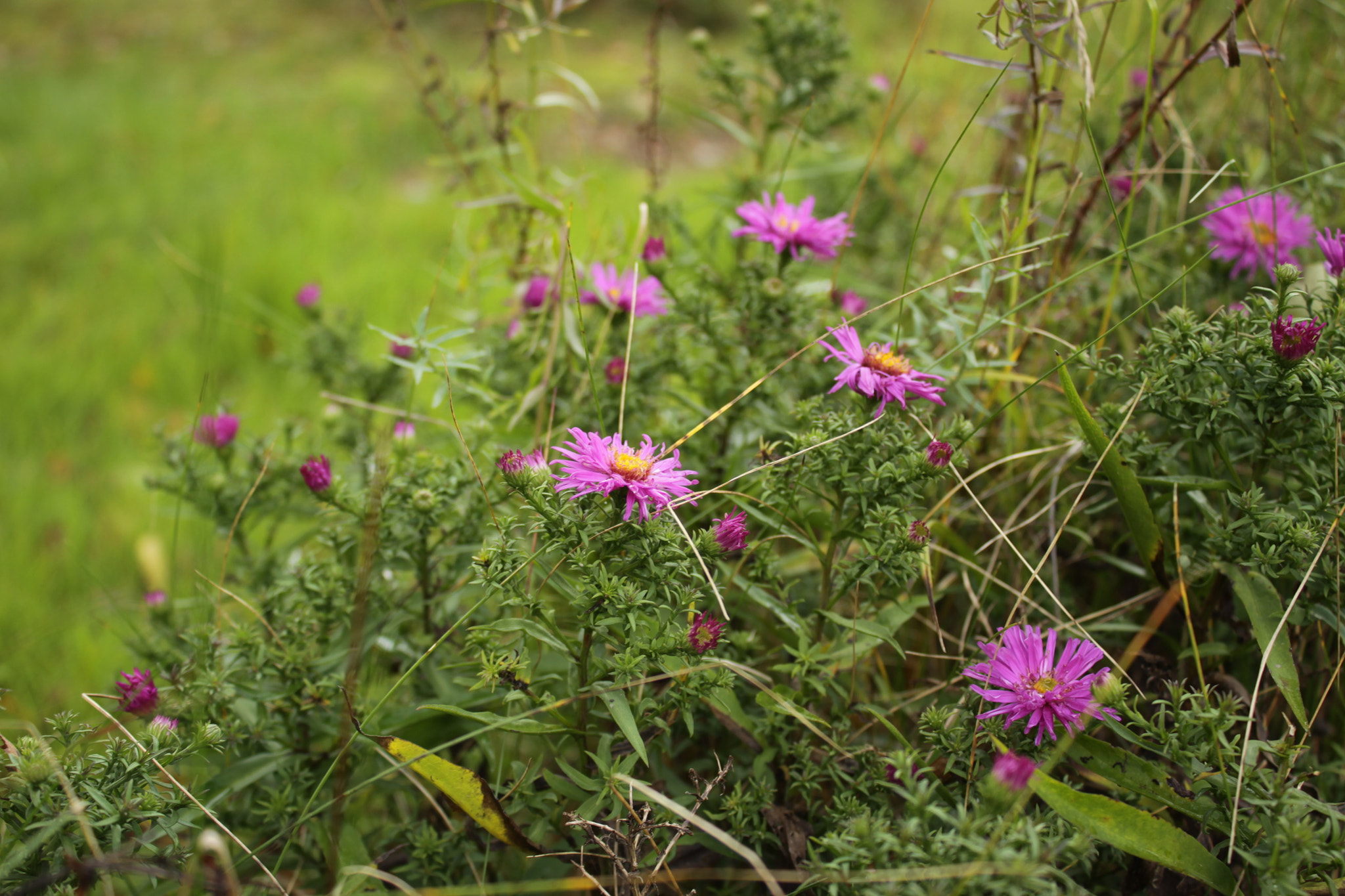 Canon EOS 50D sample photo. Астры photography