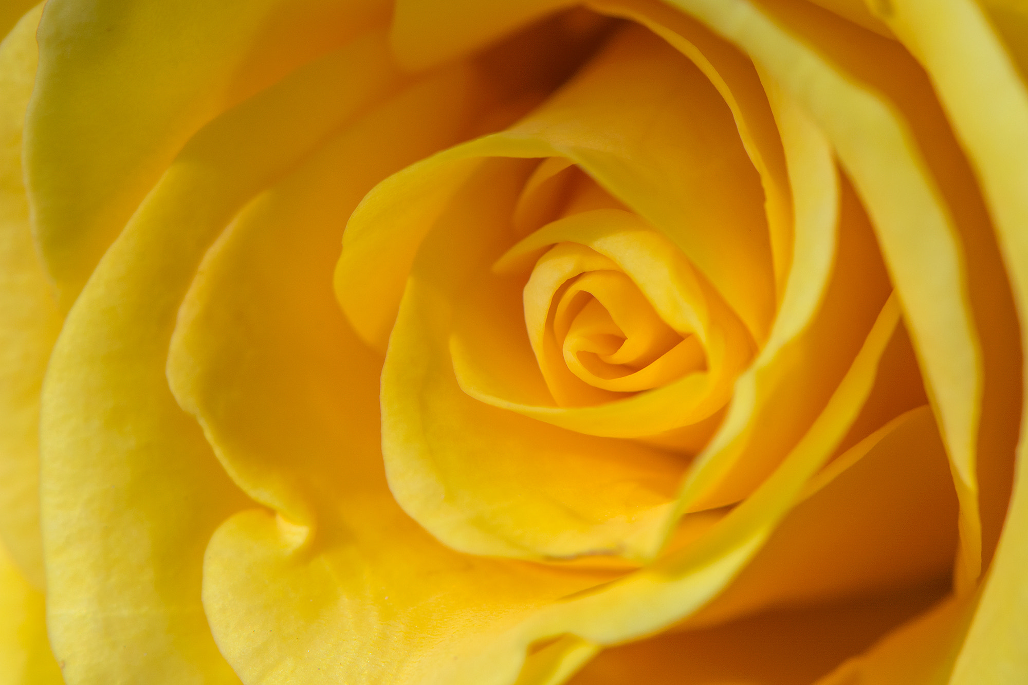 Nikon AF-S Micro-Nikkor 105mm F2.8G IF-ED VR sample photo. A rose is a rose photography
