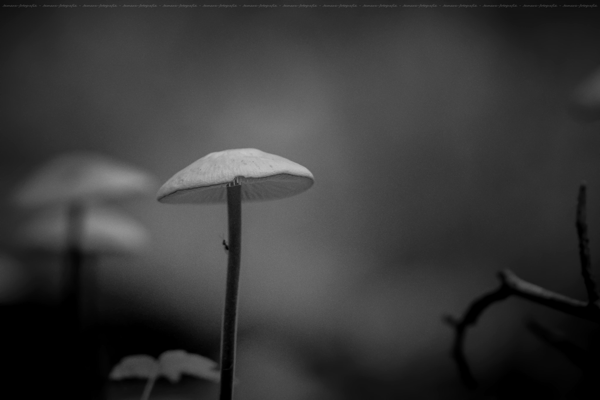 Tamron SP AF 70-200mm F2.8 Di LD (IF) MACRO sample photo. Finsterwald photography