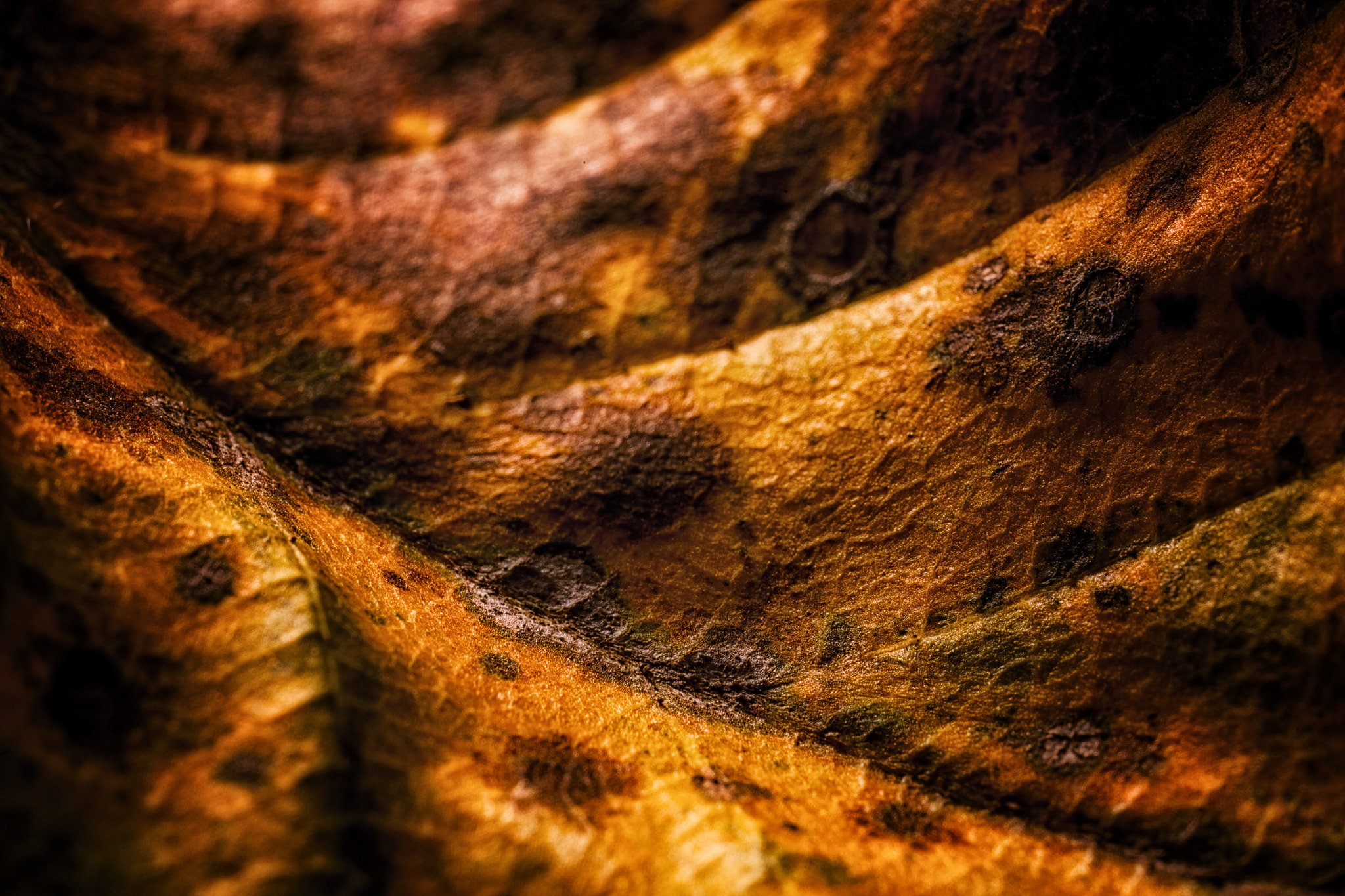 Canon EOS 5D Mark II + Canon MP-E 65mm F2.5 1-5x Macro Photo sample photo. Leaveslandscapes photography