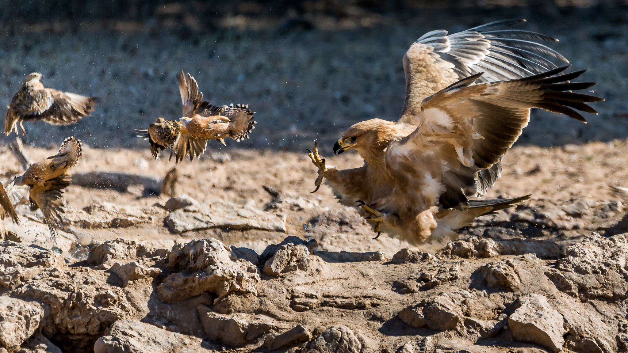 Sigma 150-600mm F5-6.3 DG OS HSM | S sample photo. Scrambling! photography