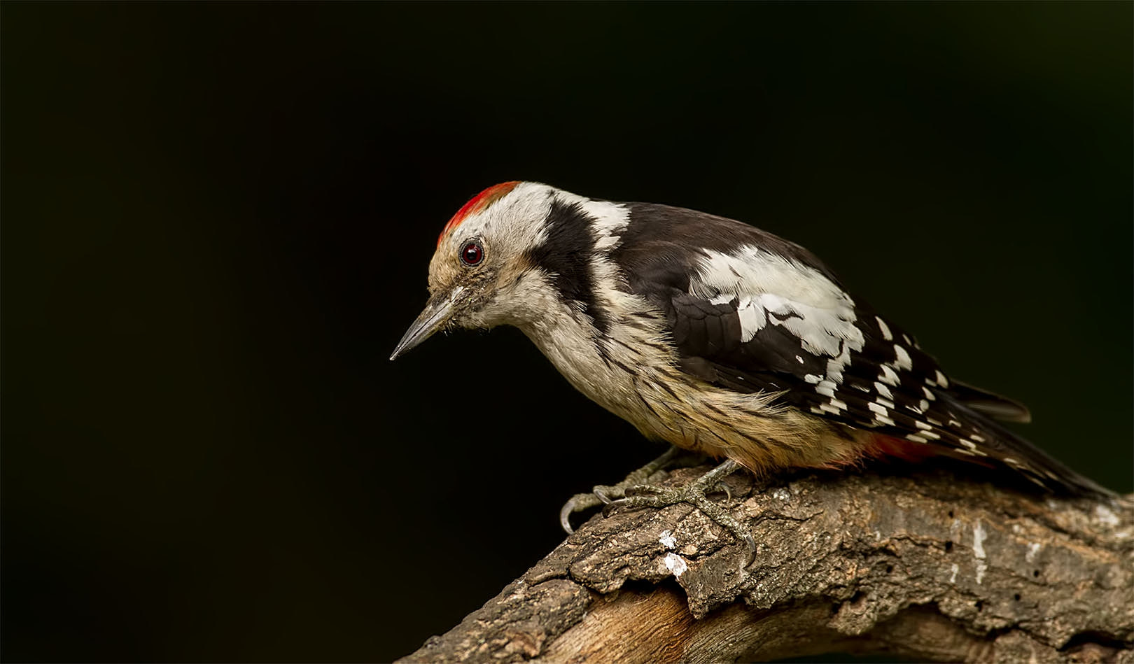 Canon EF 500mm F4L IS USM sample photo. Middle spotted woodpecker photography