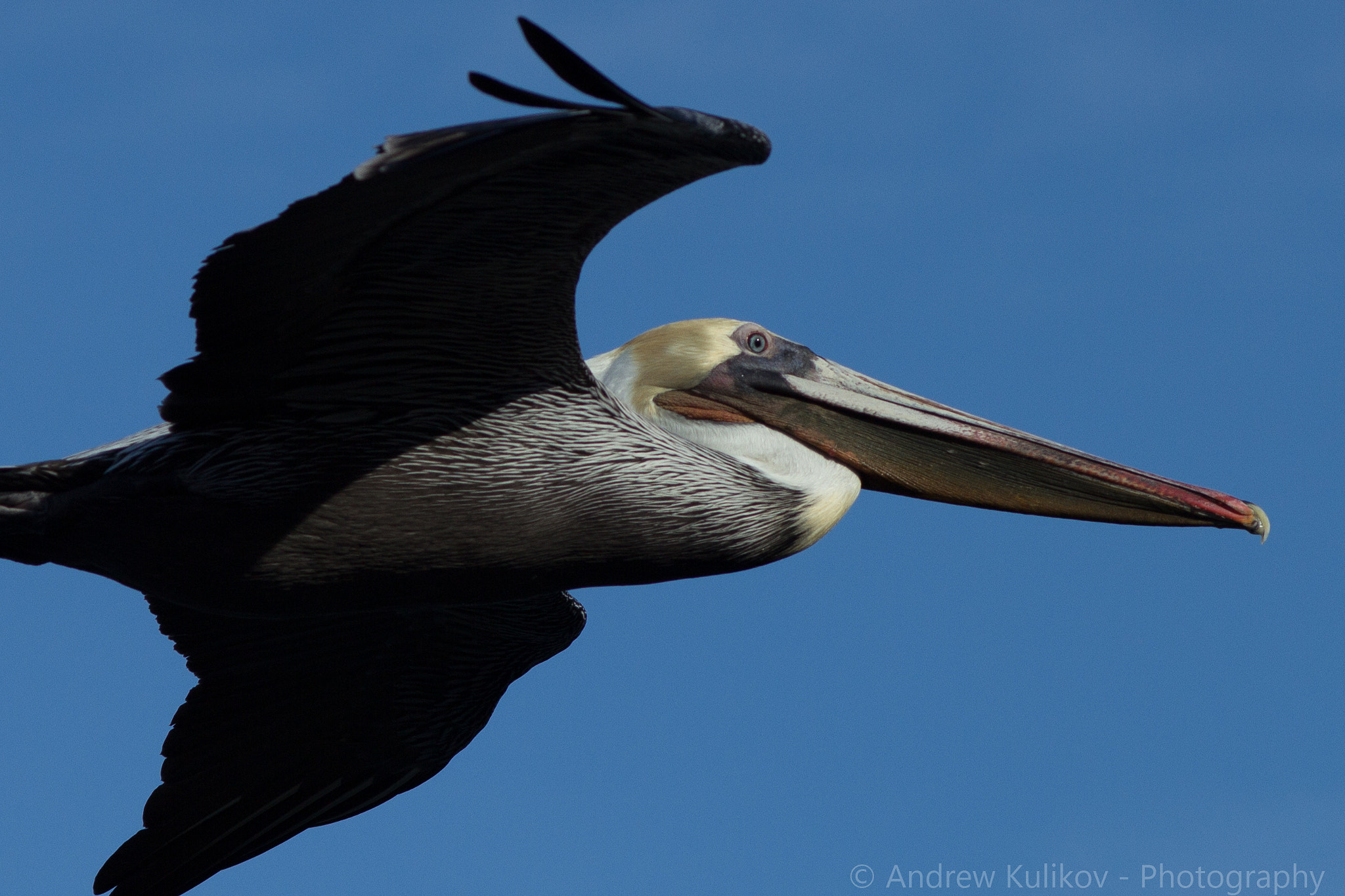 Canon EF 200mm F2.8L II USM sample photo. Pelican photography