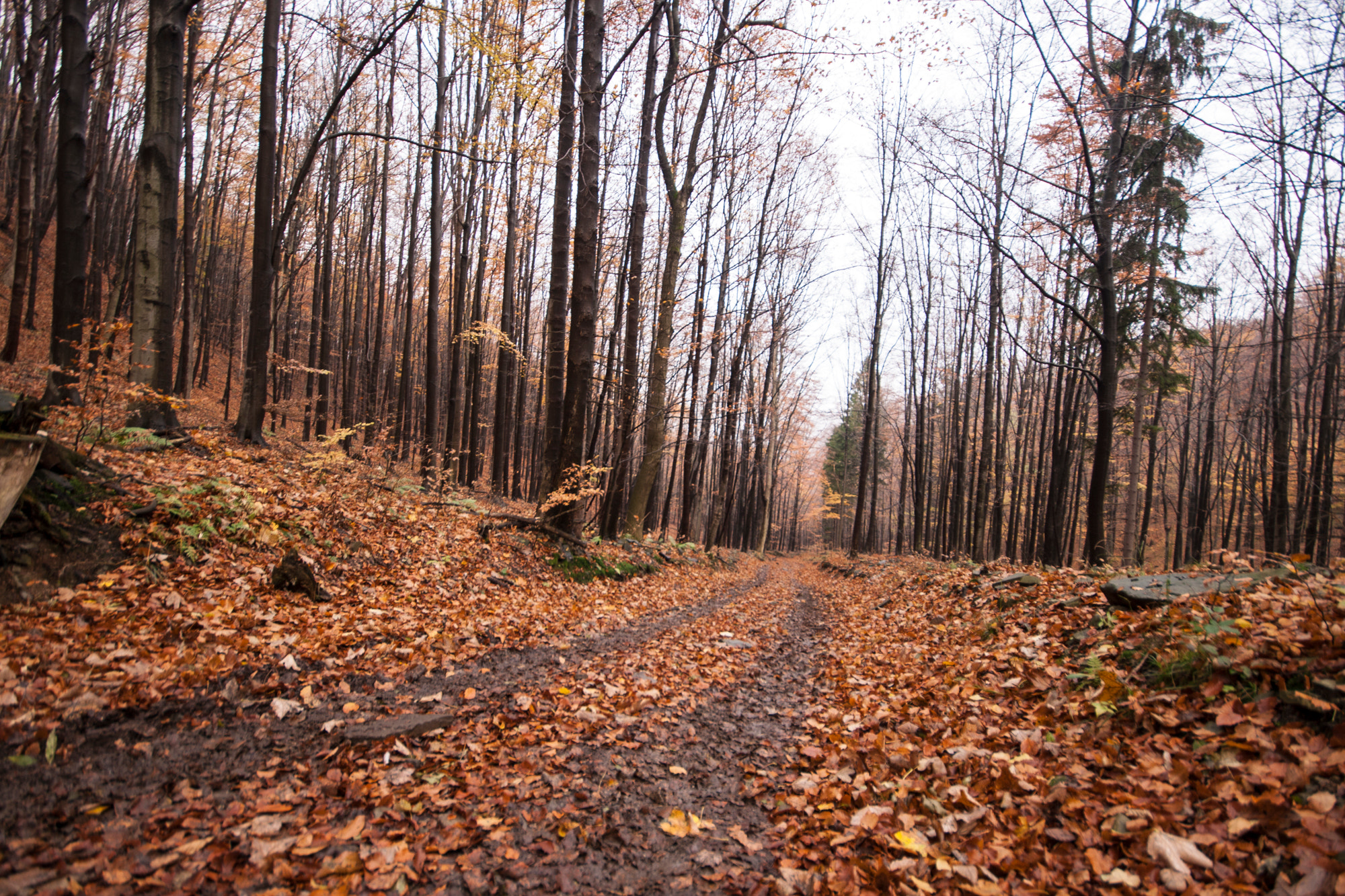 Sigma 10-20mm F4-5.6 EX DC HSM sample photo. Szyndzielnia listopad photography