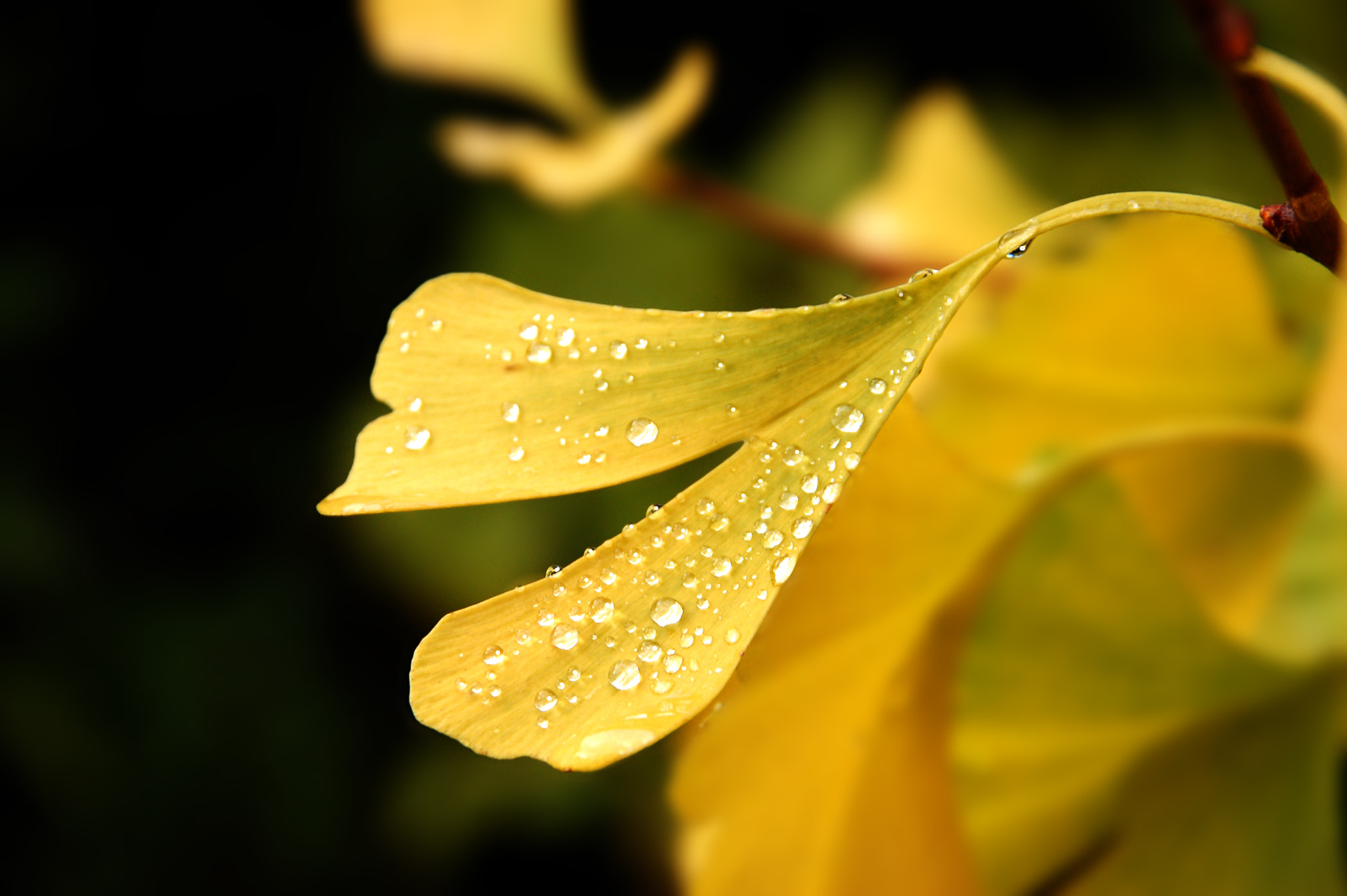 Nikon D50 + Sigma 18-200mm F3.5-6.3 DC sample photo. Ginko mit morgentau photography