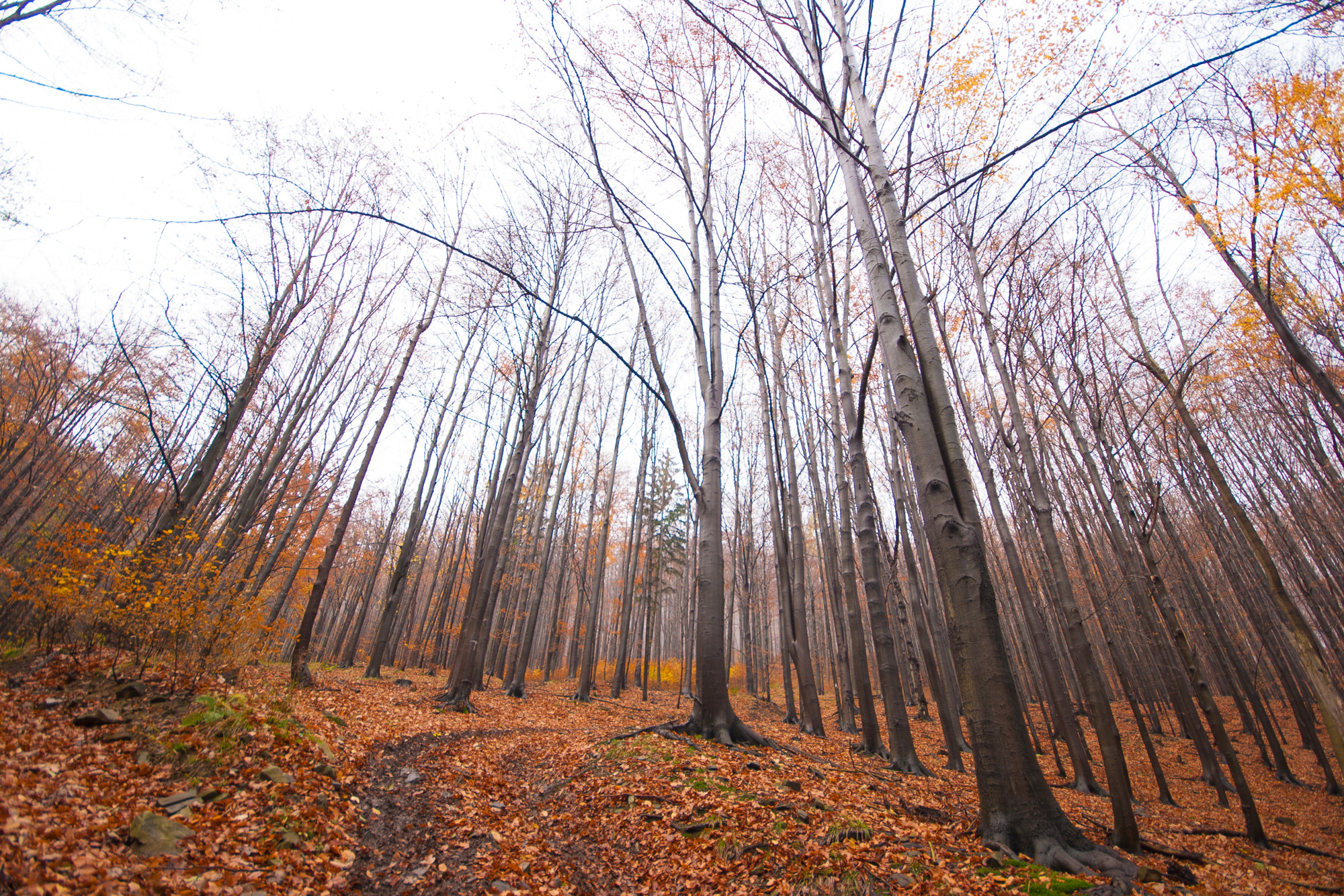 Sigma 10-20mm F4-5.6 EX DC HSM sample photo. Szyndzielnia listopad photography